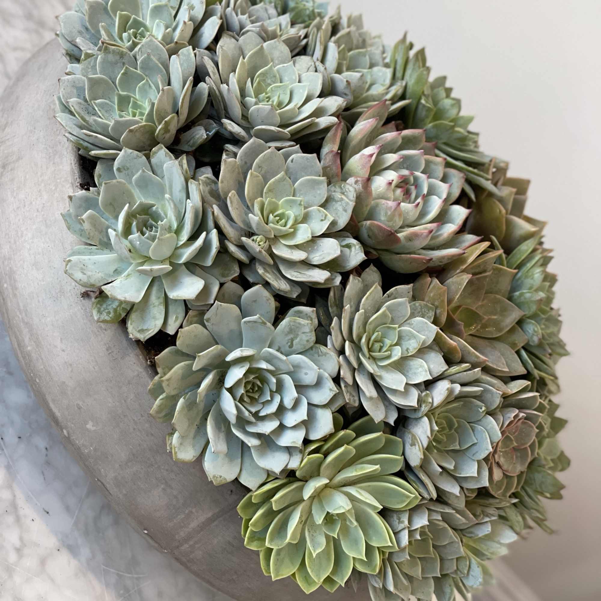 Stone vase of succulents , photo 2 of 2