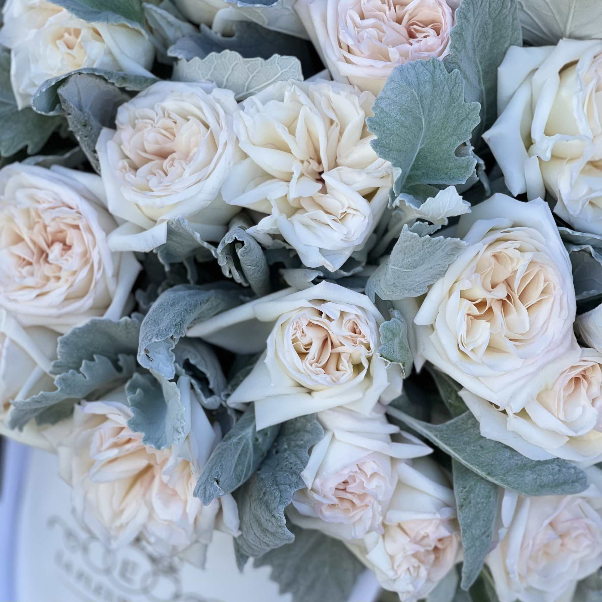 Beautiful garden roses in our signature white velvet box, photo 2 of 3