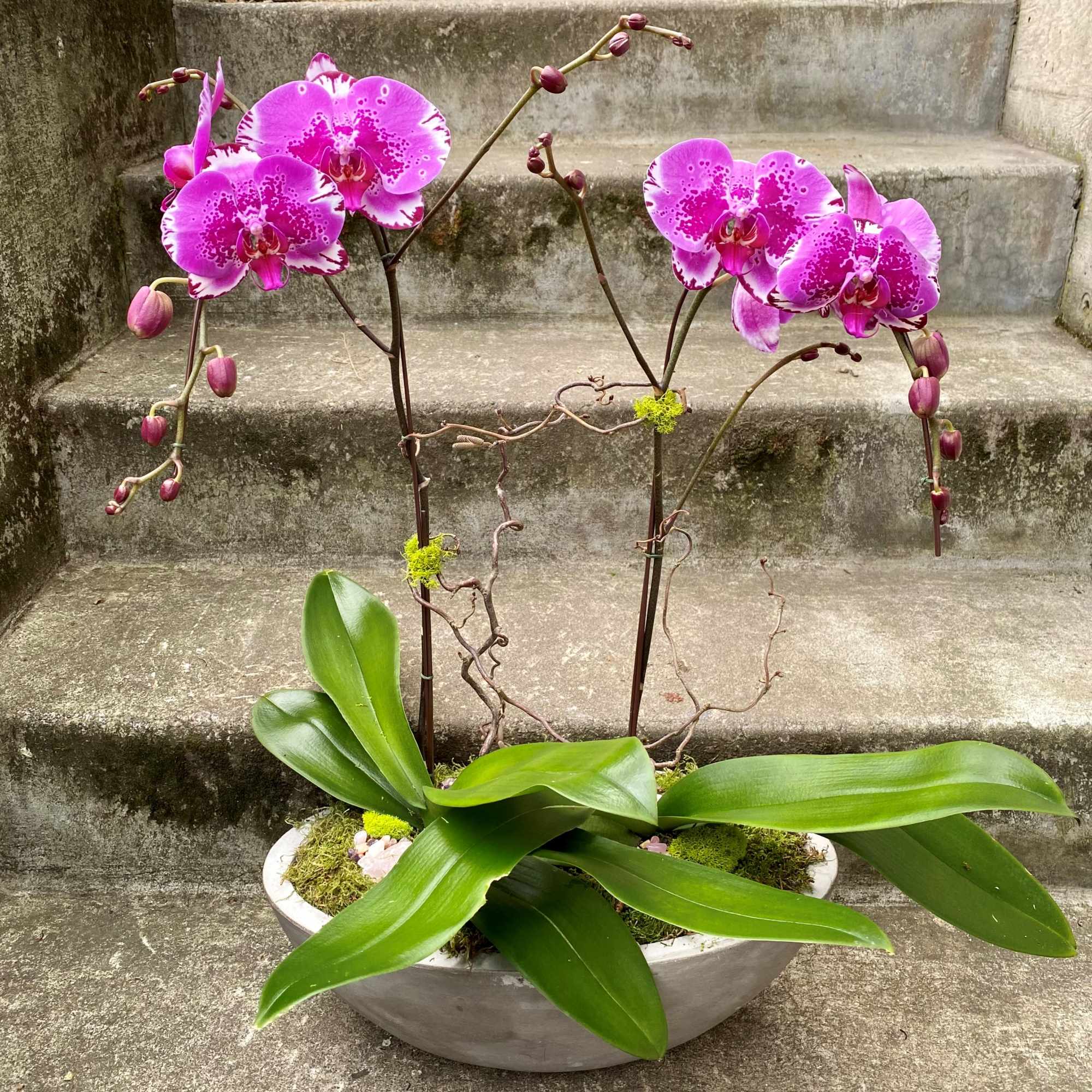 Potted pink phalaenopsis orchids with broad green leaves in an oval white planter