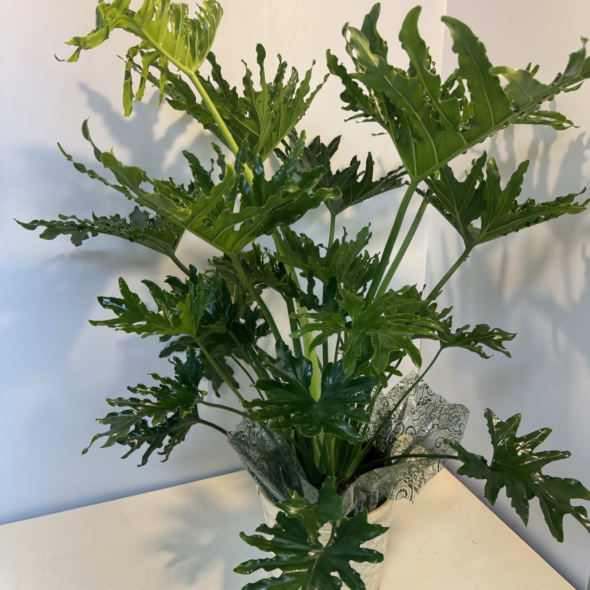 Potted plant with glossy, deeply lobed green leaves in a white container