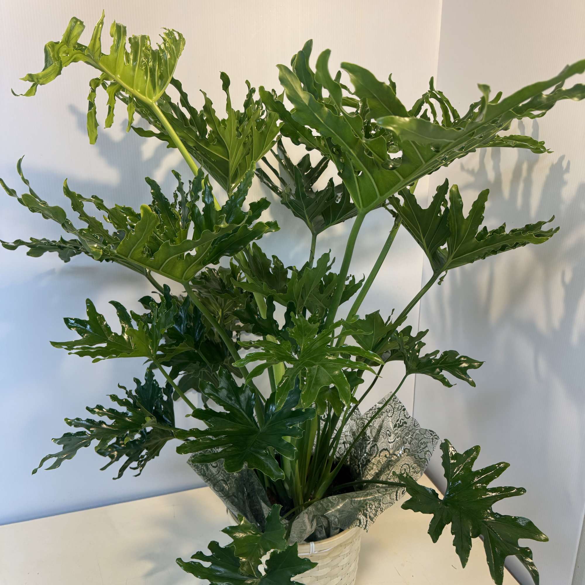 Potted green tropical plant with large split leaves in a woven basket