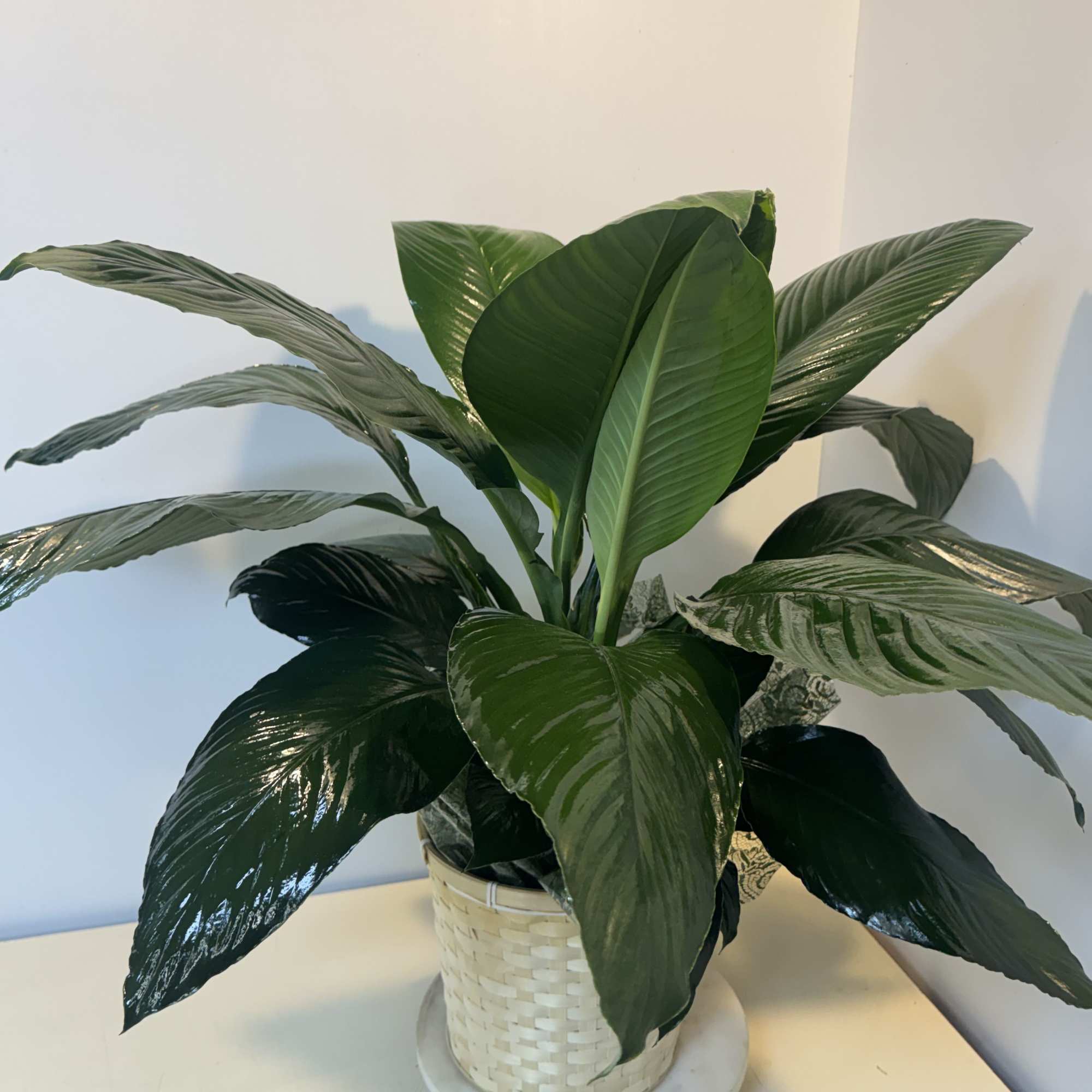 Potted green houseplant with broad glossy leaves in a woven basket