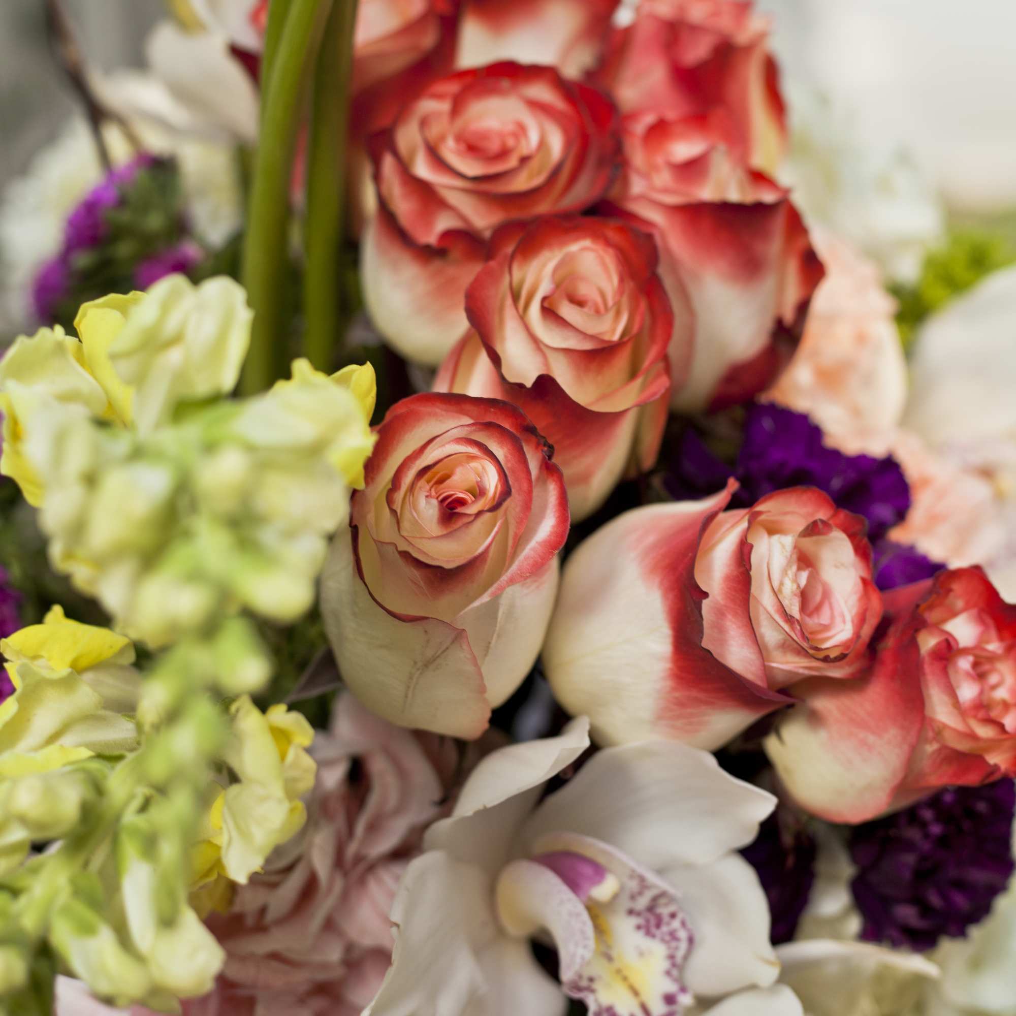 Mixed bouquet with red-edged roses, white orchids, and pale green blooms