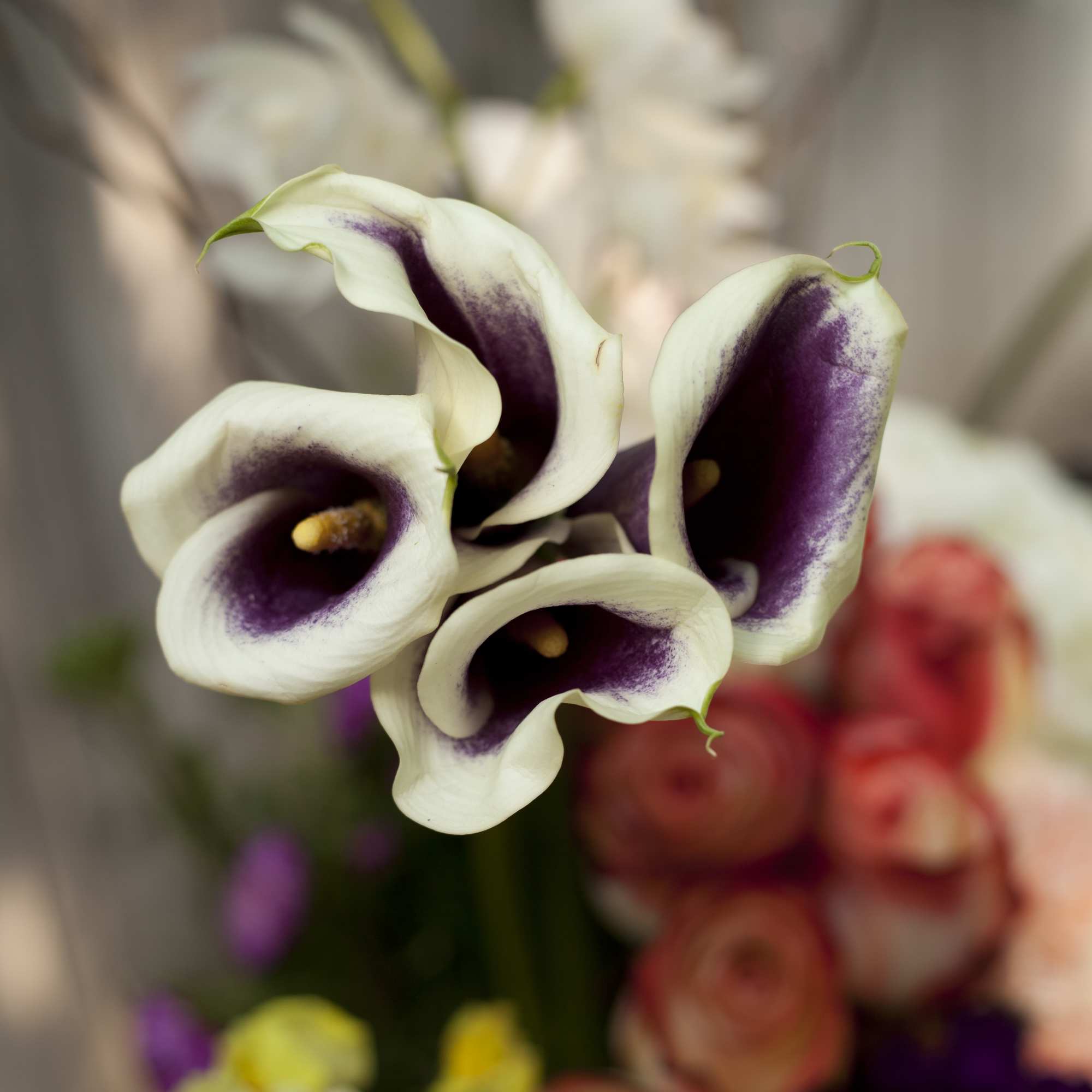 White calla lilies with deep purple centers in a bouquet