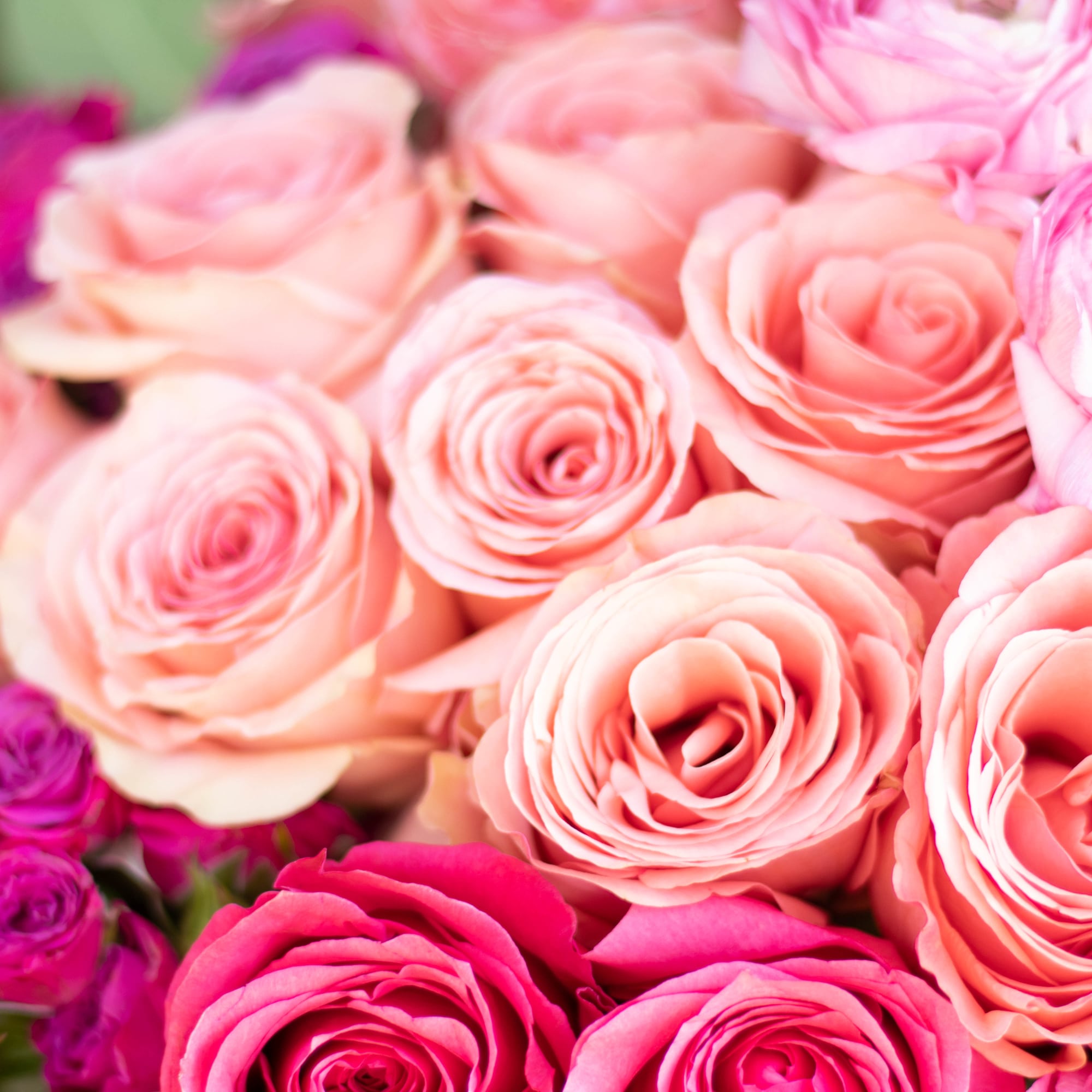 Close-up of pink and peach roses with magenta blooms