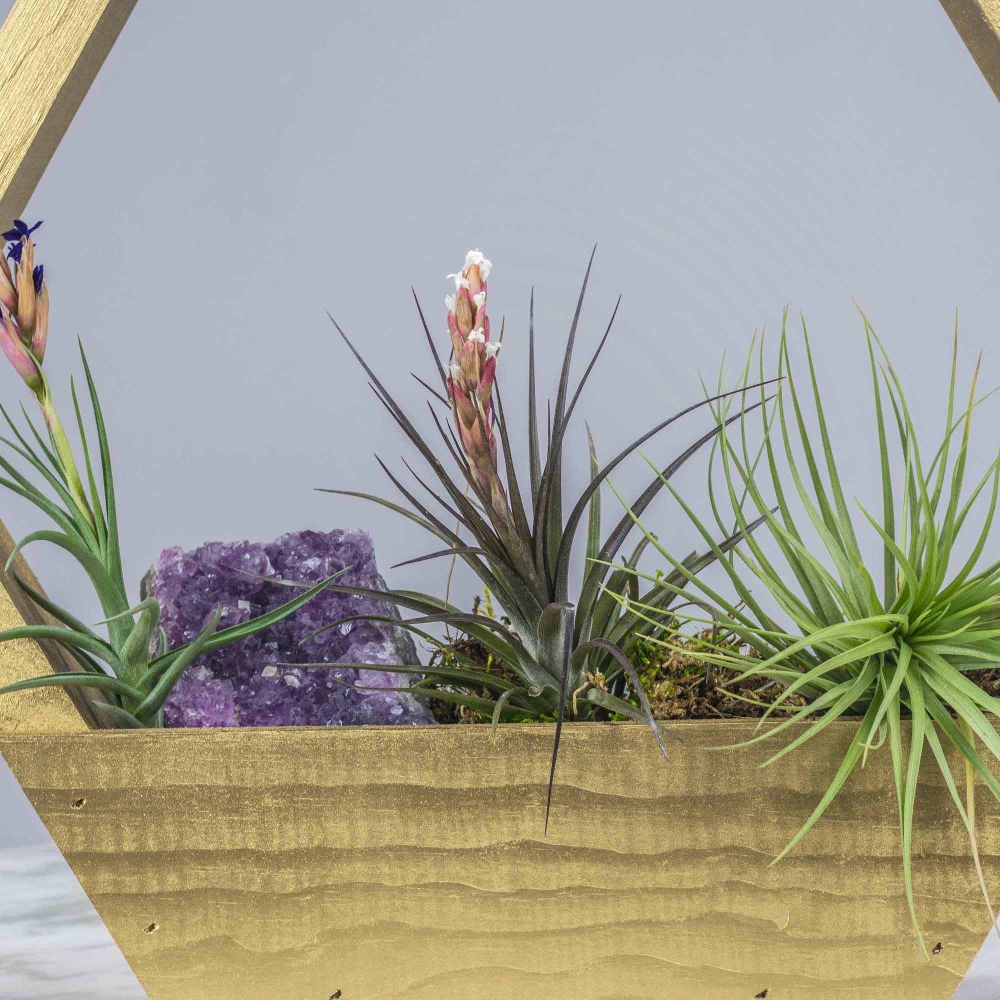 Air plants arranged in a gold geometric wooden planter with purple crystal