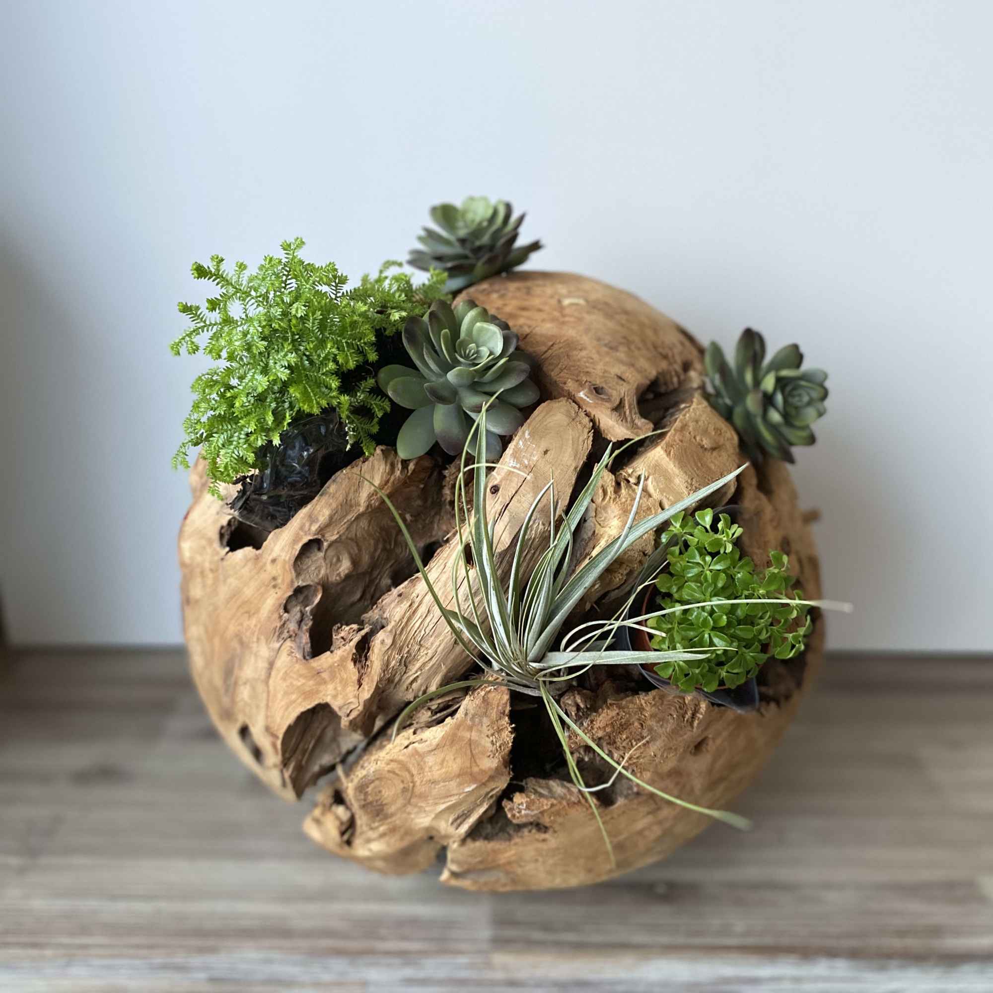 Succulent arrangement in a round driftwood planter