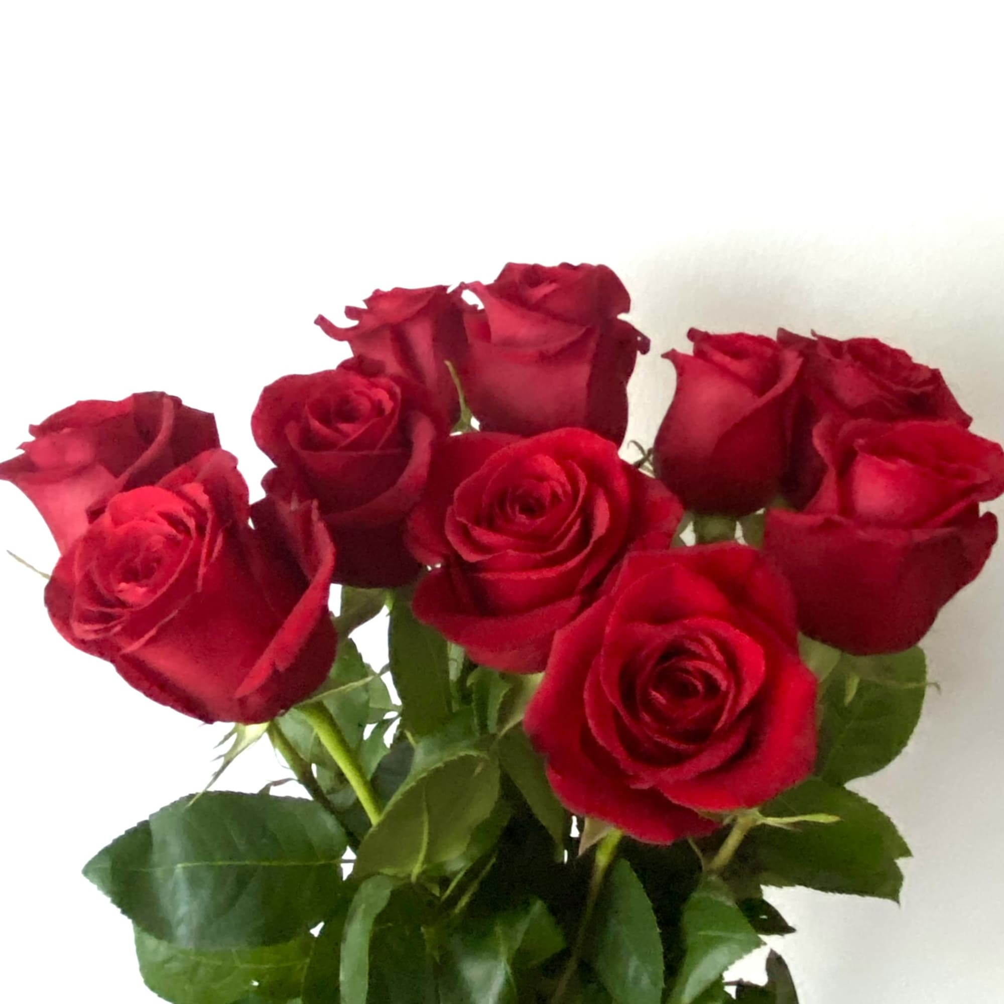 Bouquet of red roses with green foliage