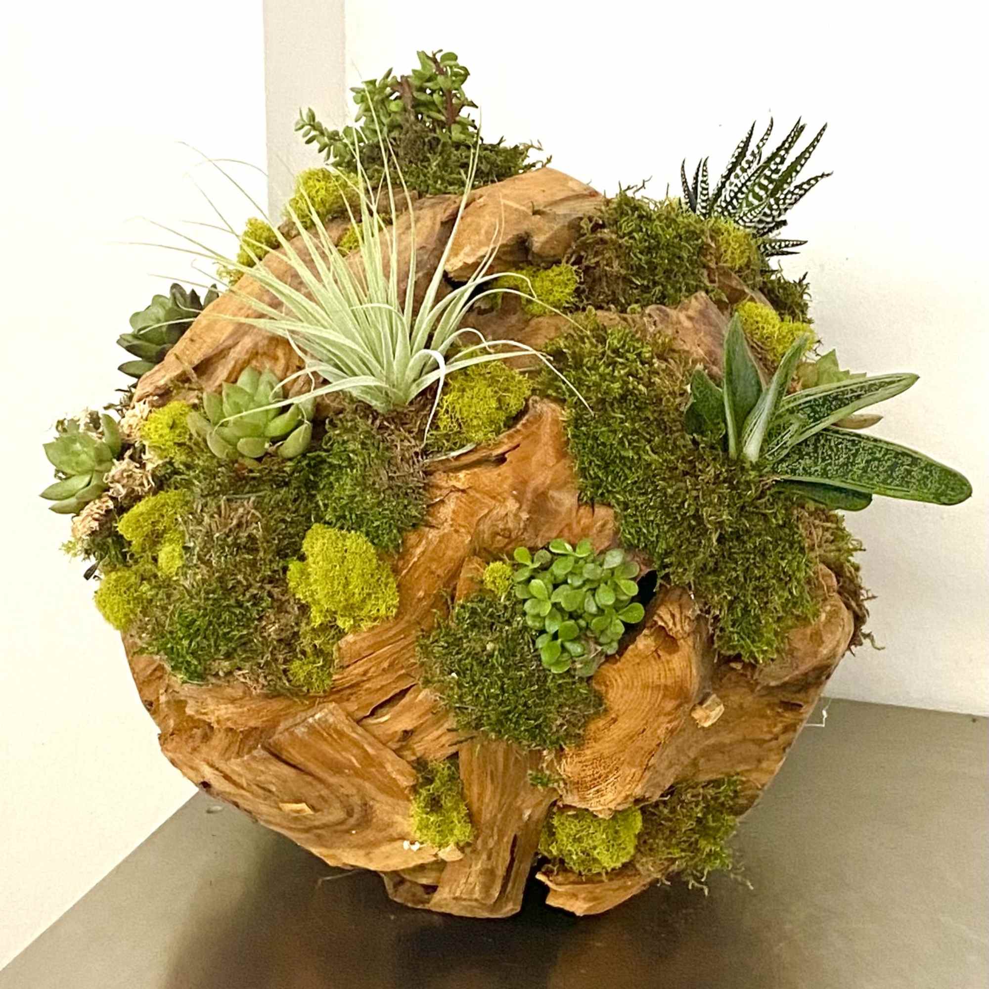 Succulent and moss arrangement on a carved wood sphere