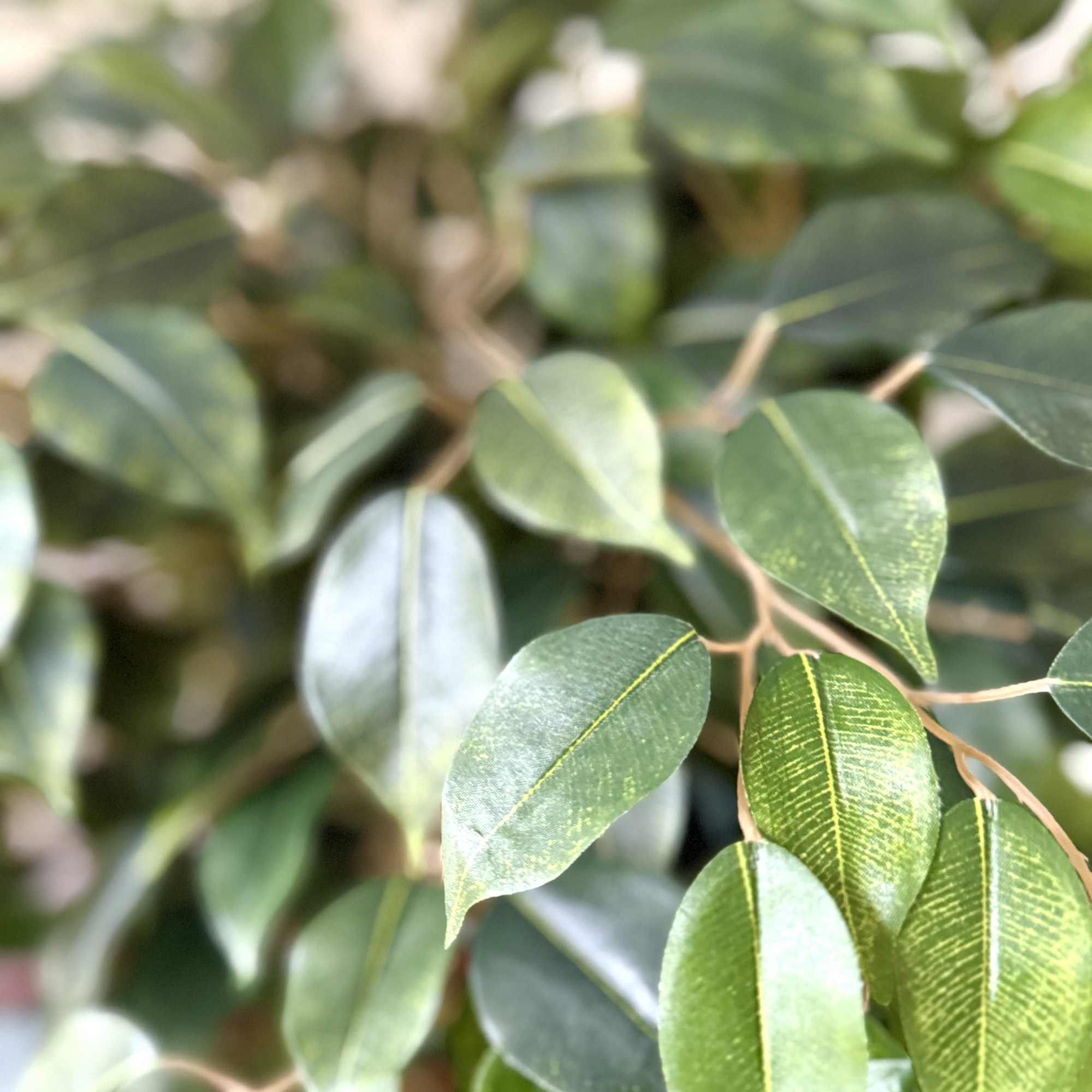 Close-up of green leafy branches