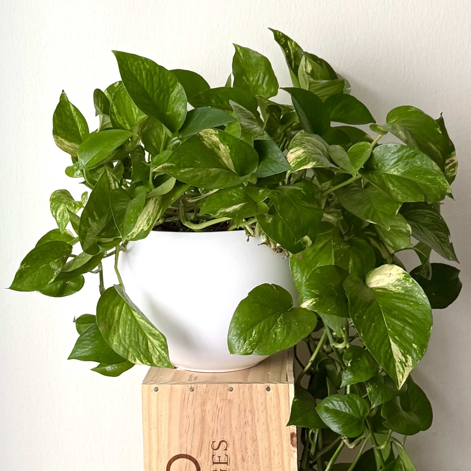 Trailing pothos plant in a white pot on a wooden crate