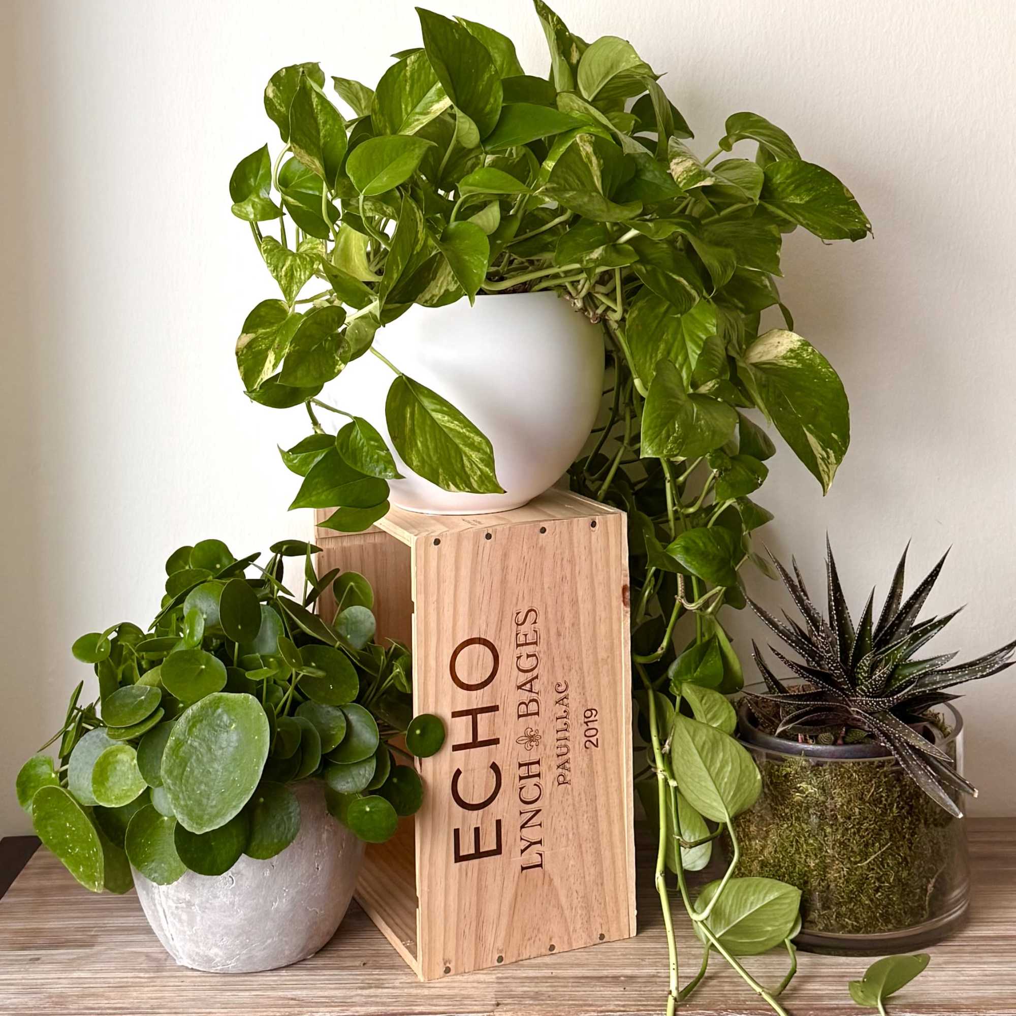Three potted houseplants, including a trailing pothos and a small spiky succulent.