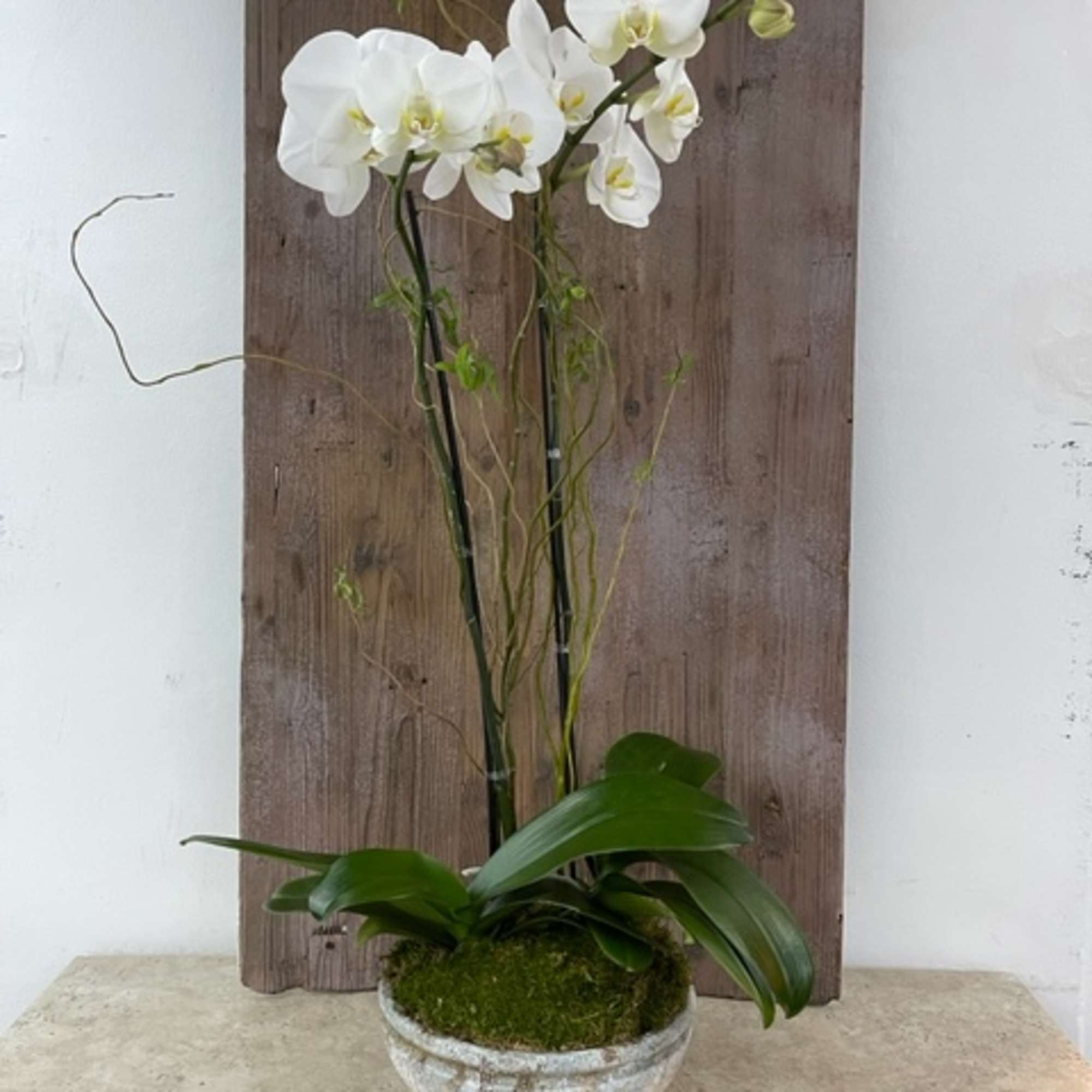 White orchid plant in a shallow stone bowl with moss
