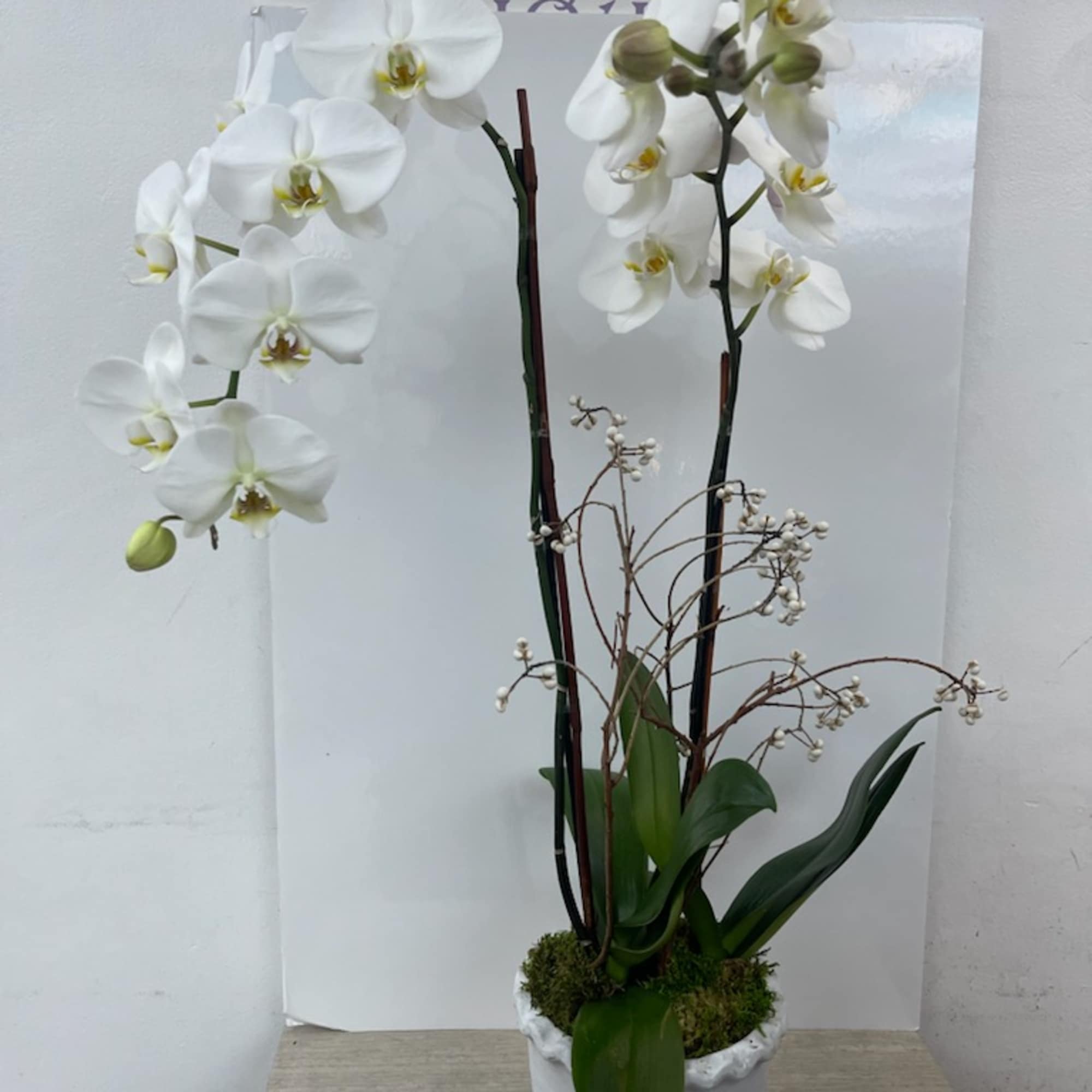 White orchid arrangement in a white pot with moss and dark stems