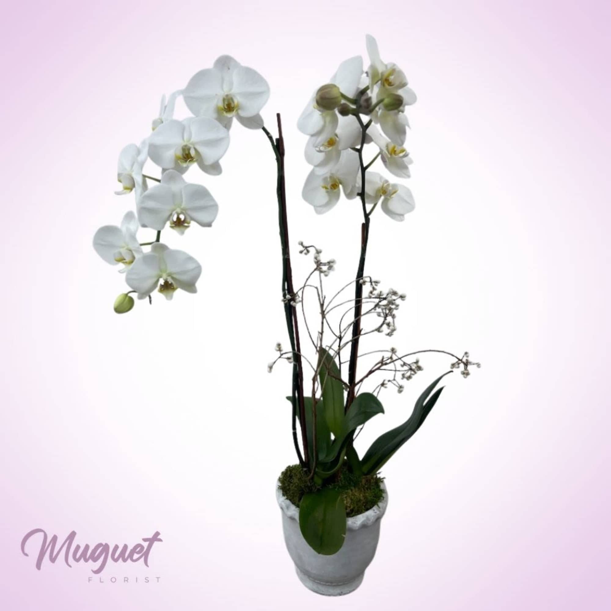 White orchid plant in a gray pot with tall stems