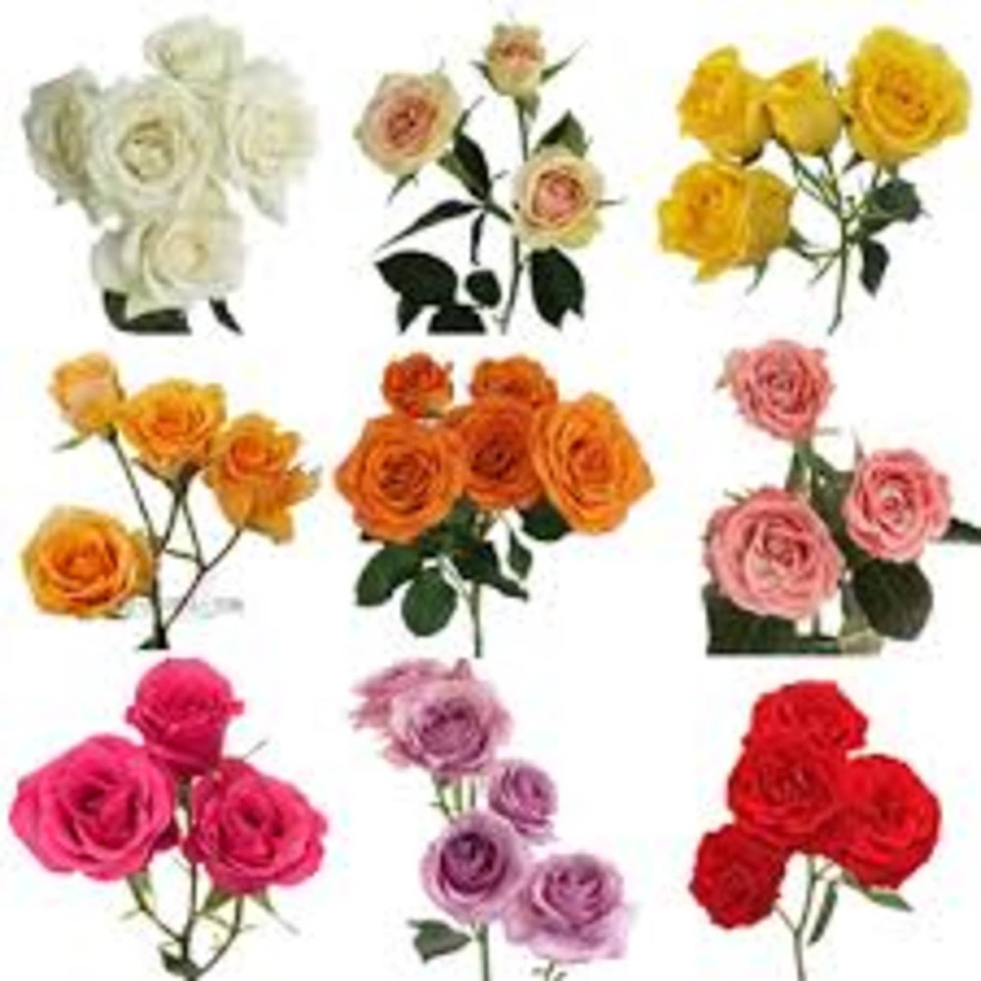 Collage of rose stems in white, yellow, orange, pink, purple, and red