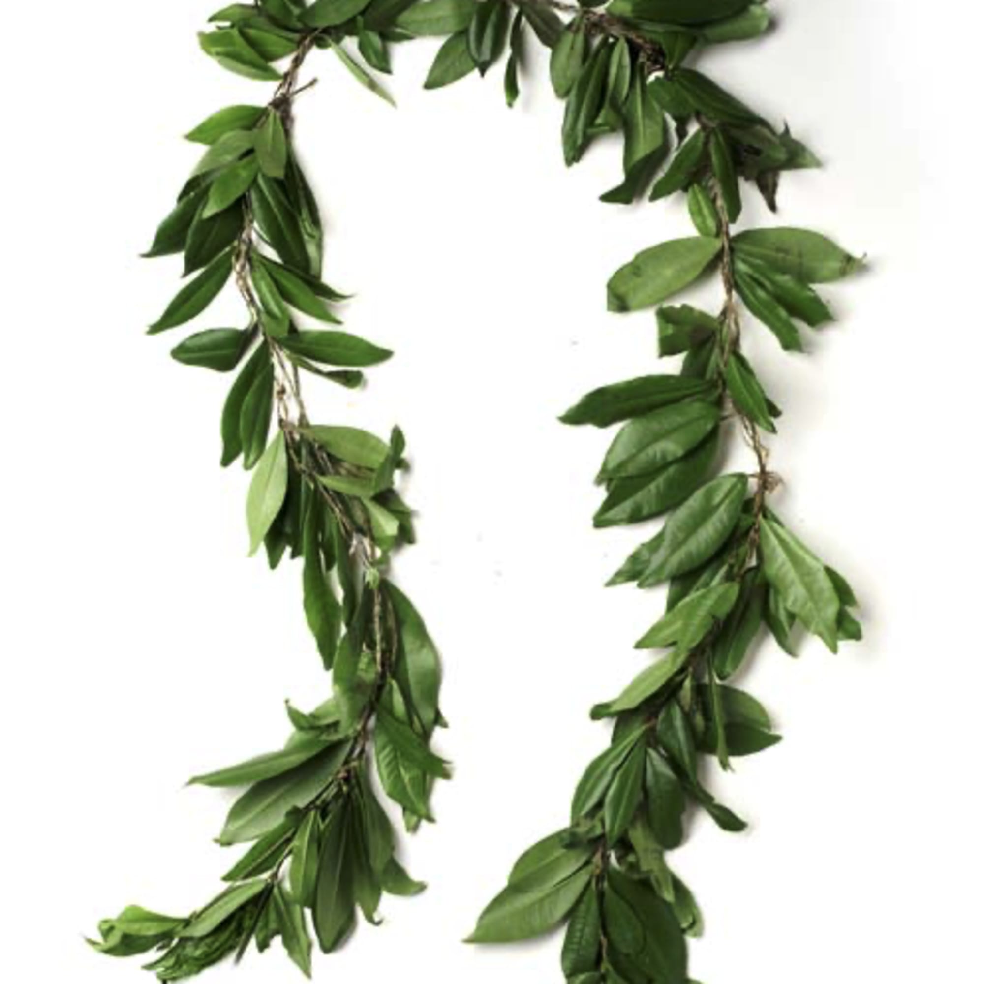 Green leafy garland arranged in a loop on a white background