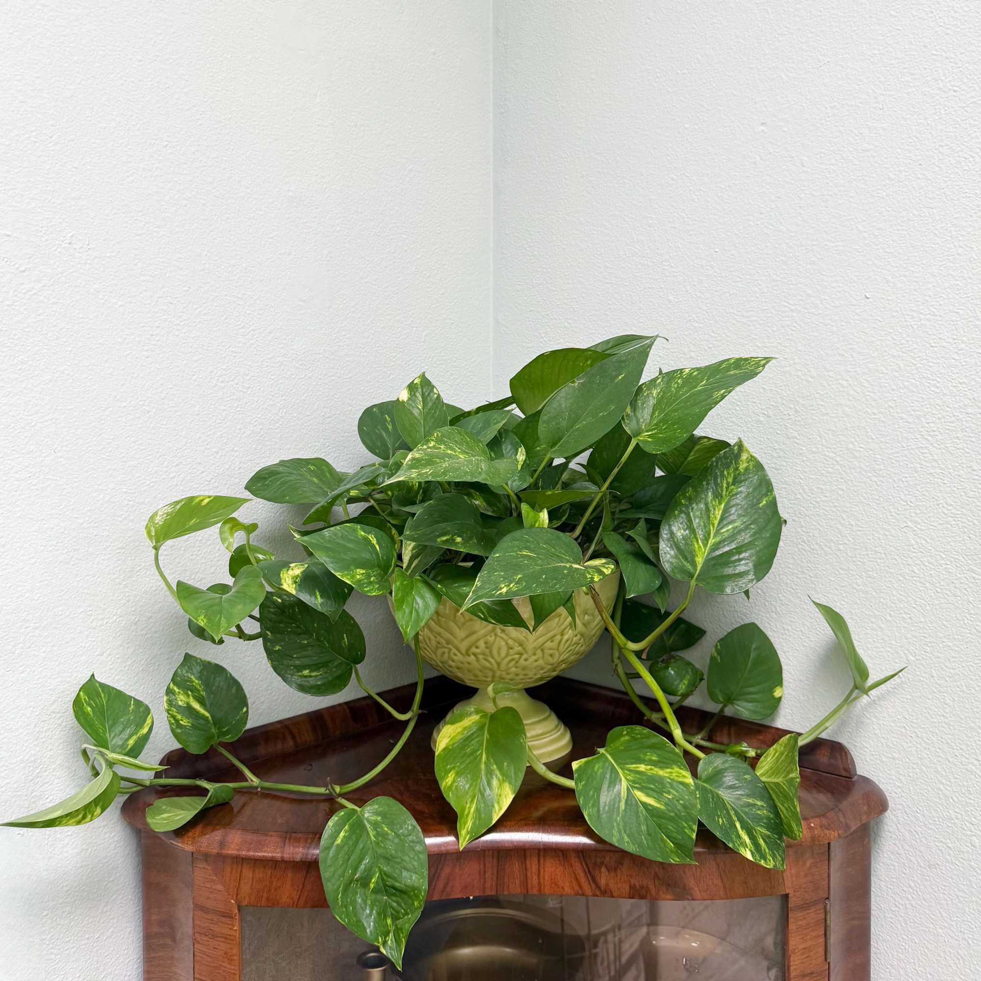 This gorgeous Golden Pothos is set in a vintage, lime green, enameled