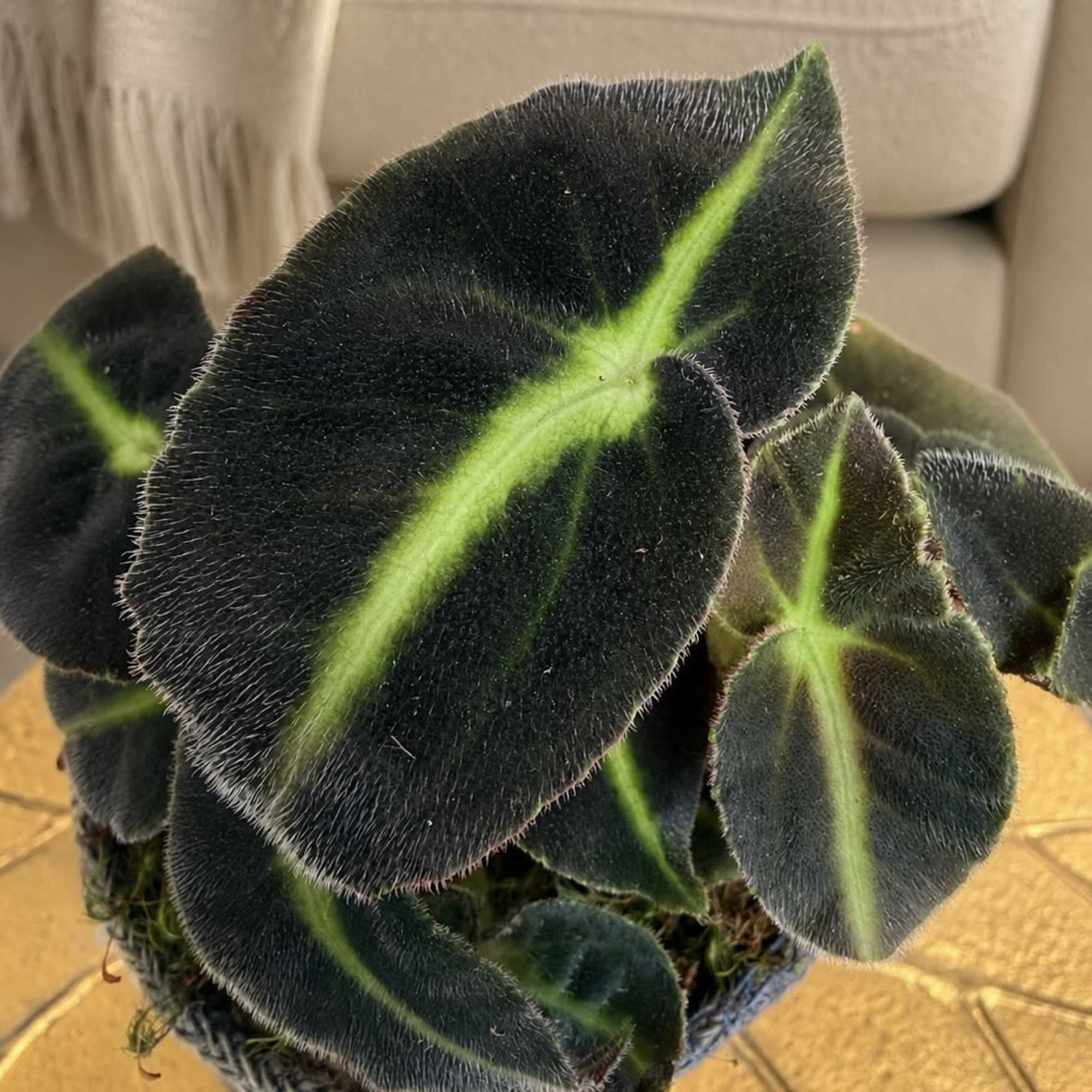 Also known as the Striped Begonia this compact, evergreen shrub is native, photo 2 of 2