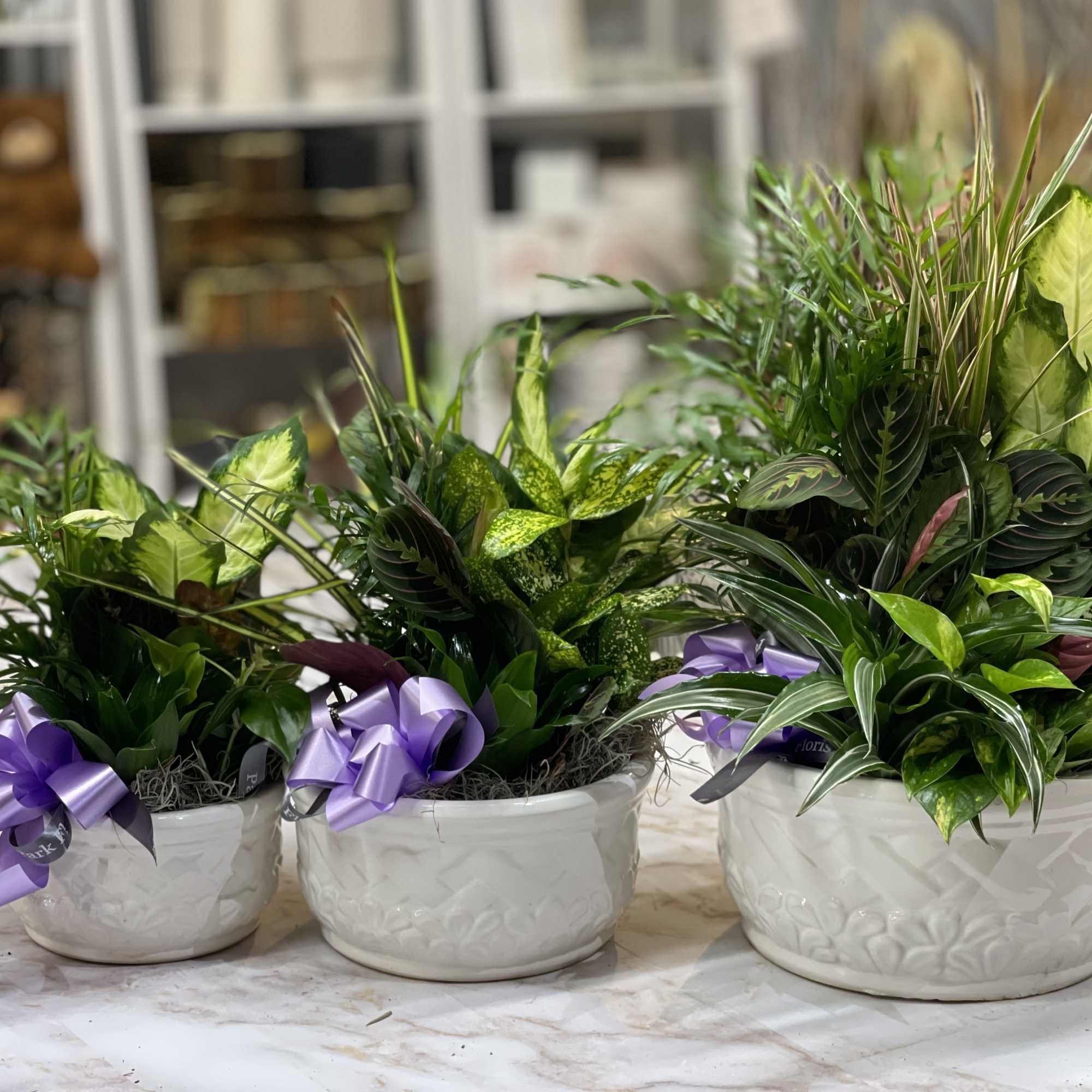 Three potted green plants in white ceramic bowls with lavender ribbon bows