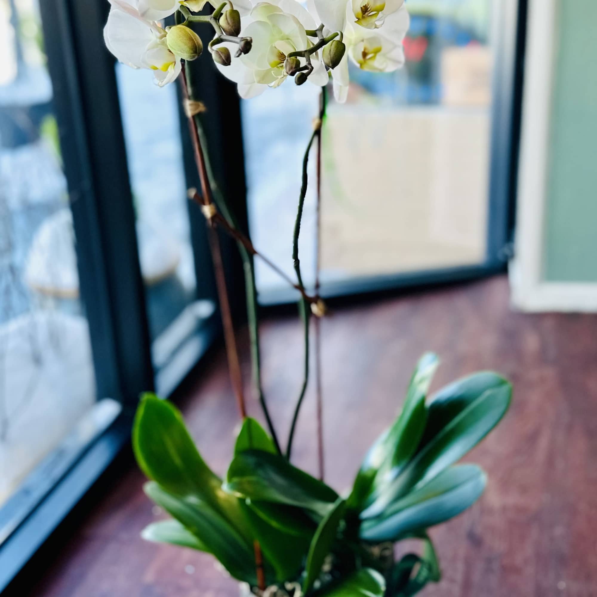 Potted white phalaenopsis orchid with multiple blooms and buds in a gray pot with green ribbon.