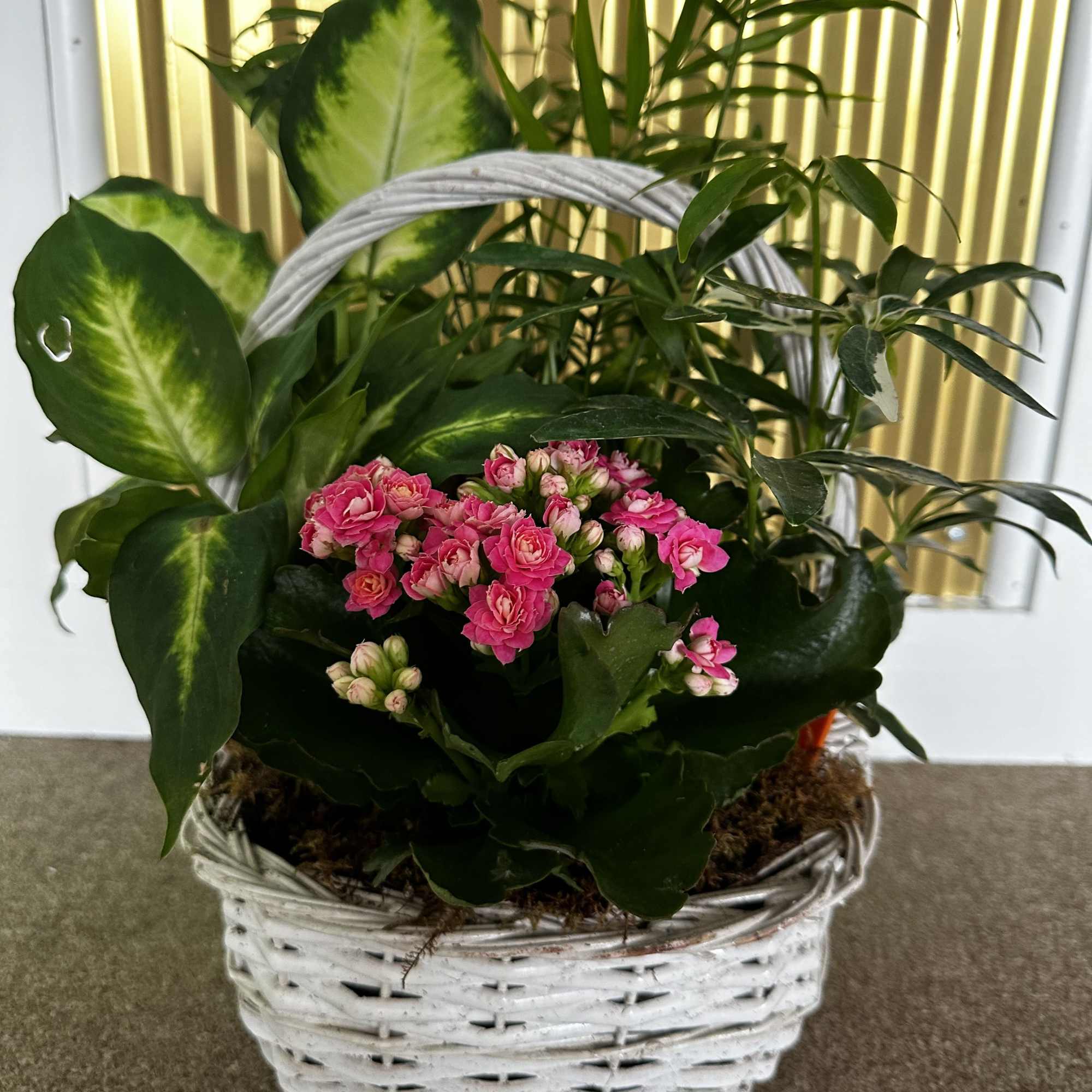 A handled basket of 3 foliage plants with a flowering kalanchoe. Kalanchoe