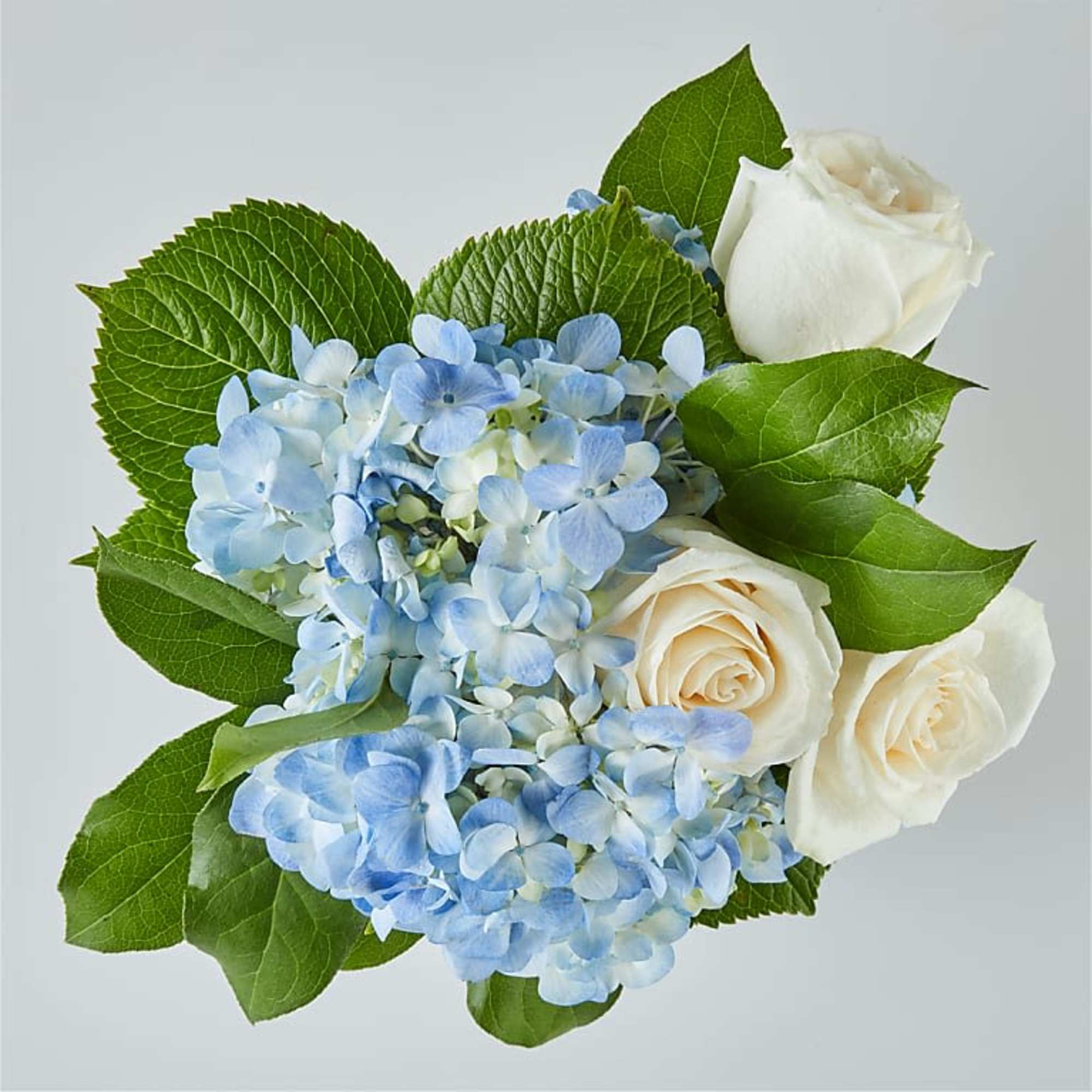 Blue hydrangea and white roses with large green leaves