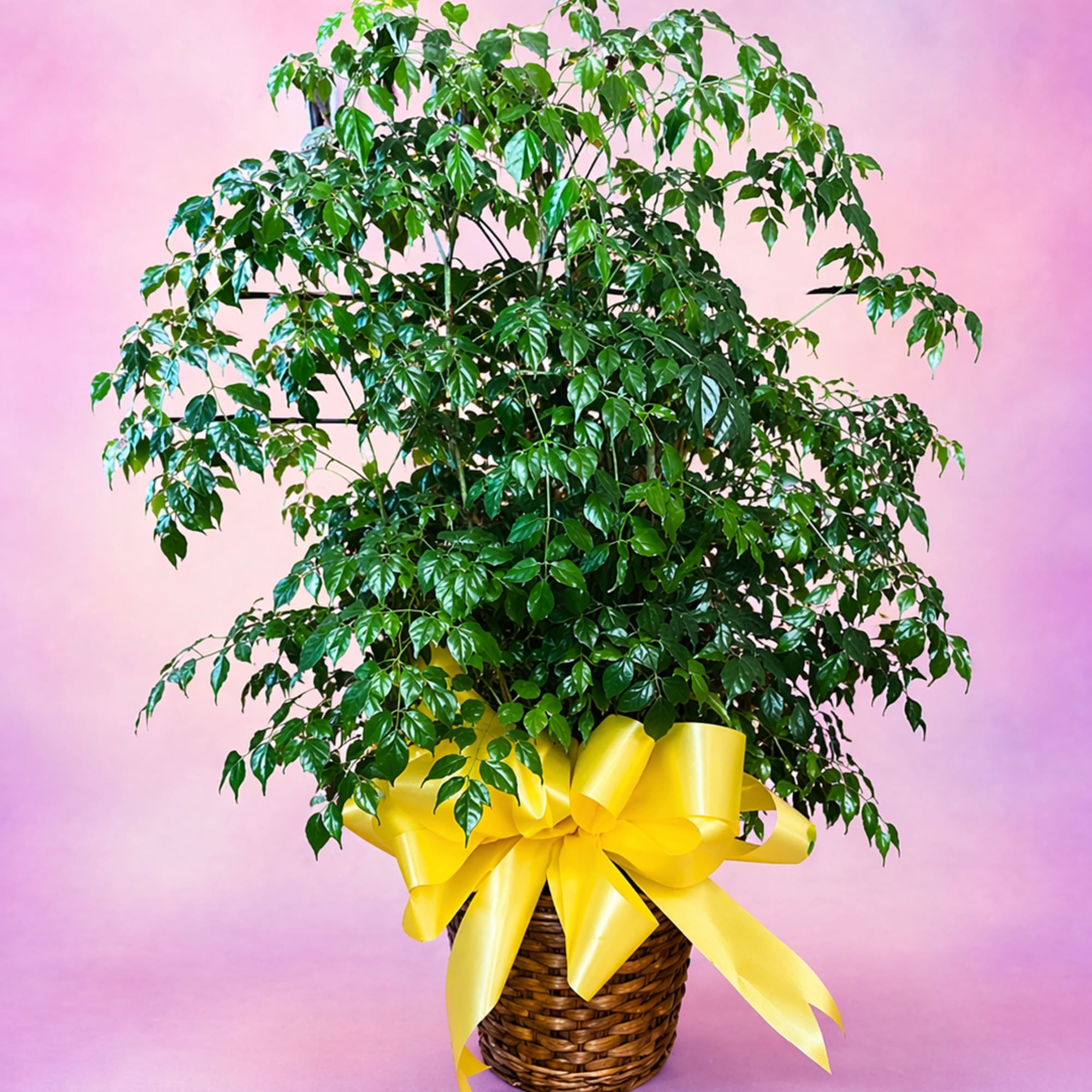 Our highest quality green plant varying in basket sizes with options for