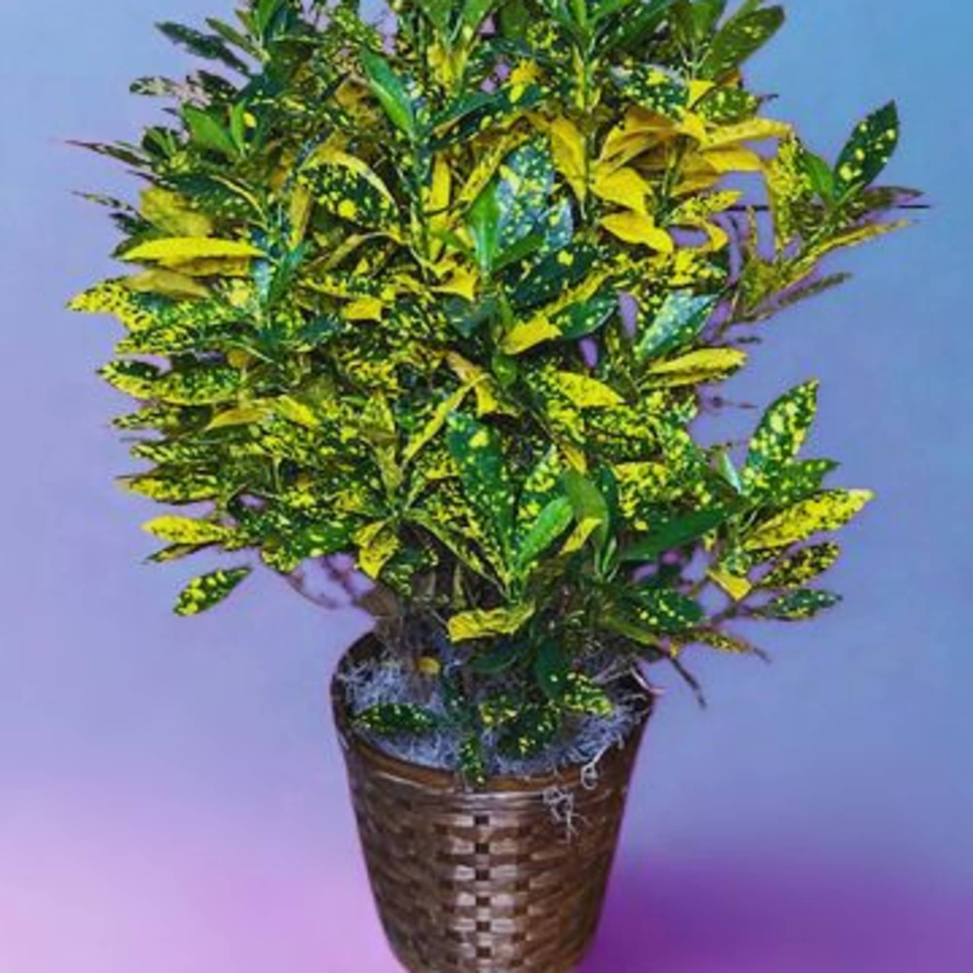 Our highest quality green plant varying in basket sizes with options for, photo 2 of 3