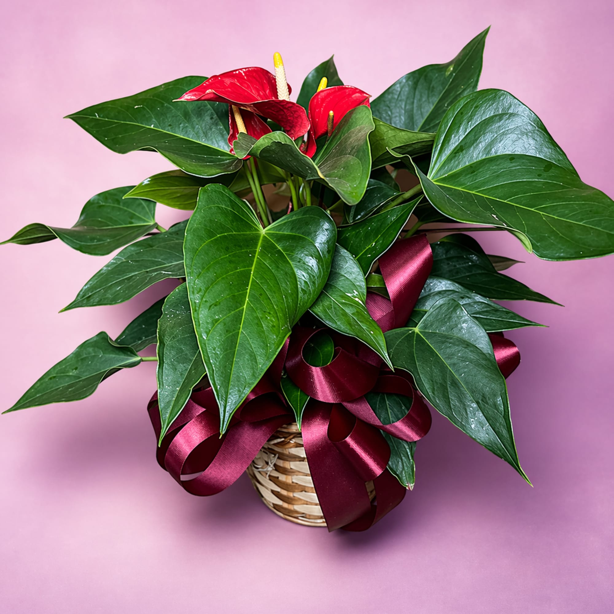 Our highest quality green plant varying in basket sizes with options for, photo 3 of 3