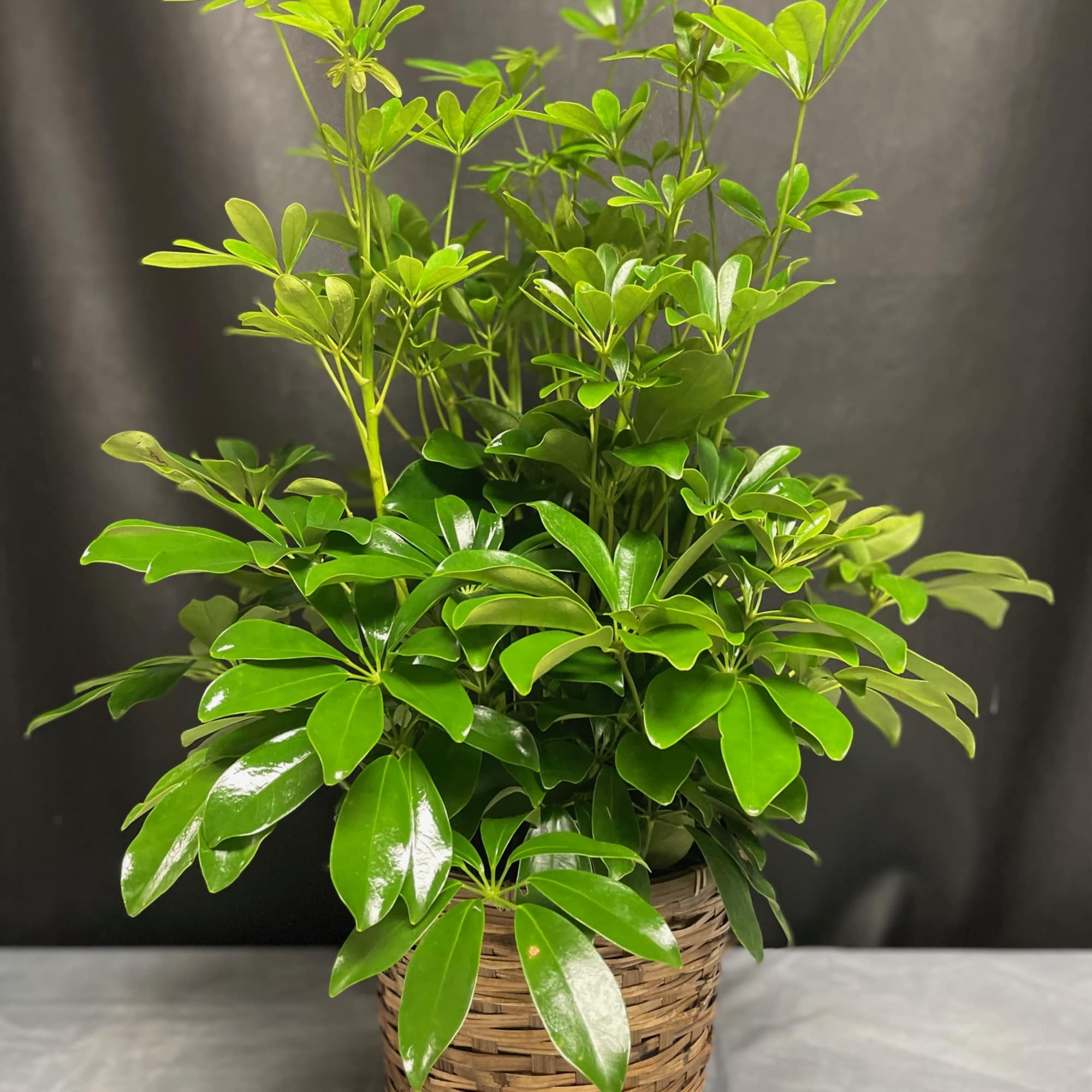Potted green houseplant with glossy leaves in a woven basket