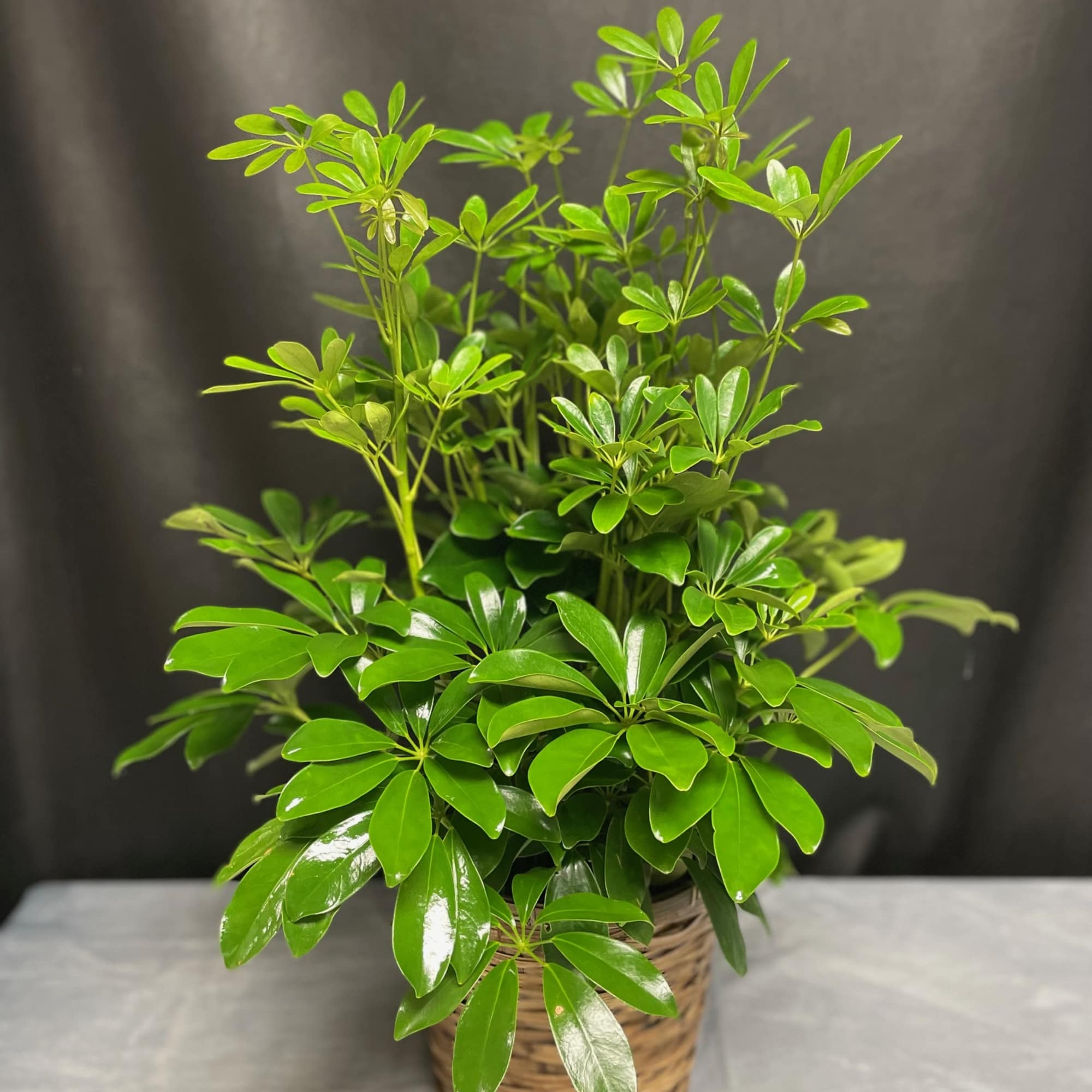 Genus: Arboricola, a broad-leaved evergreen shrub that is commonly grown as an