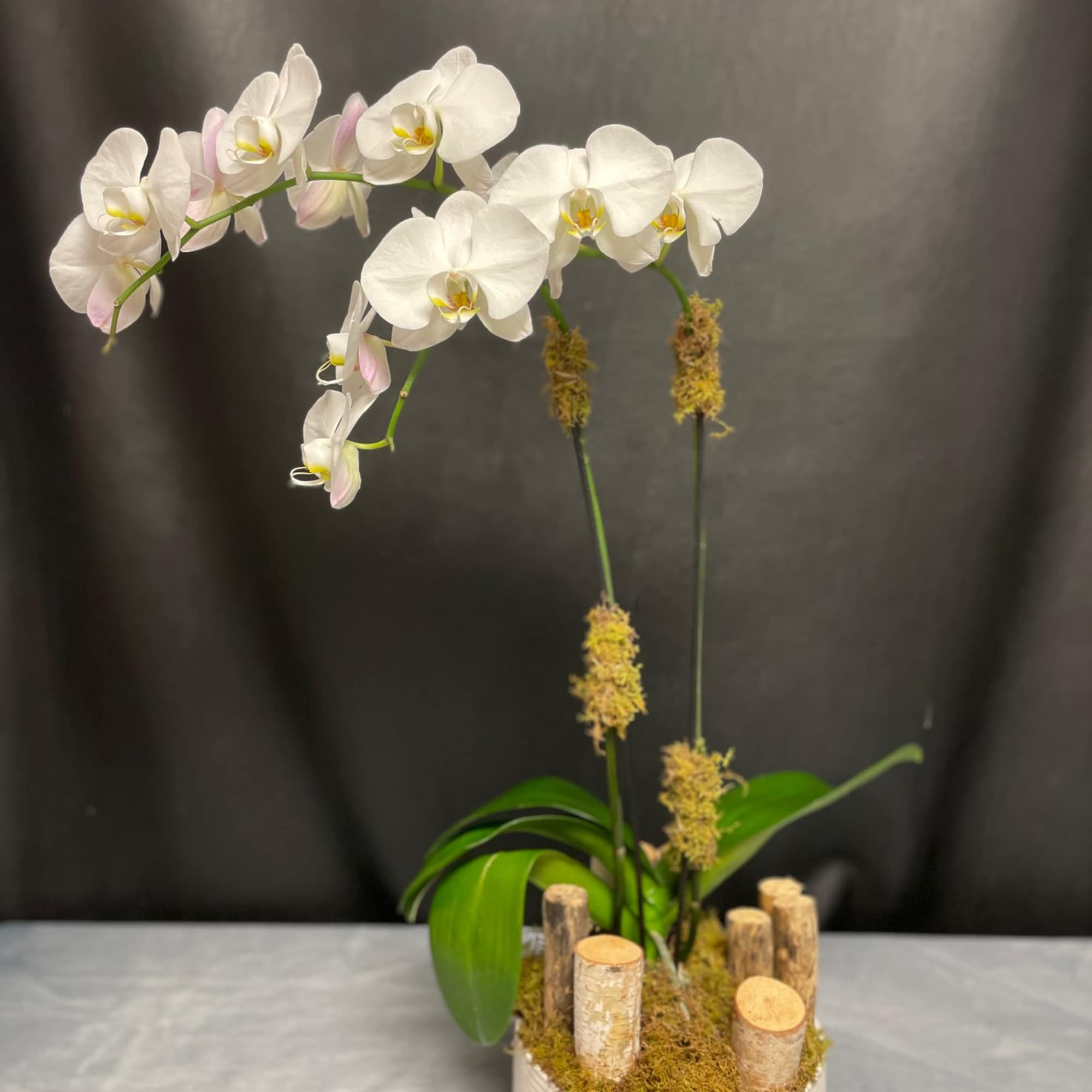 White phalaenopsis orchid plant with arching stems in a white pot with wood accents