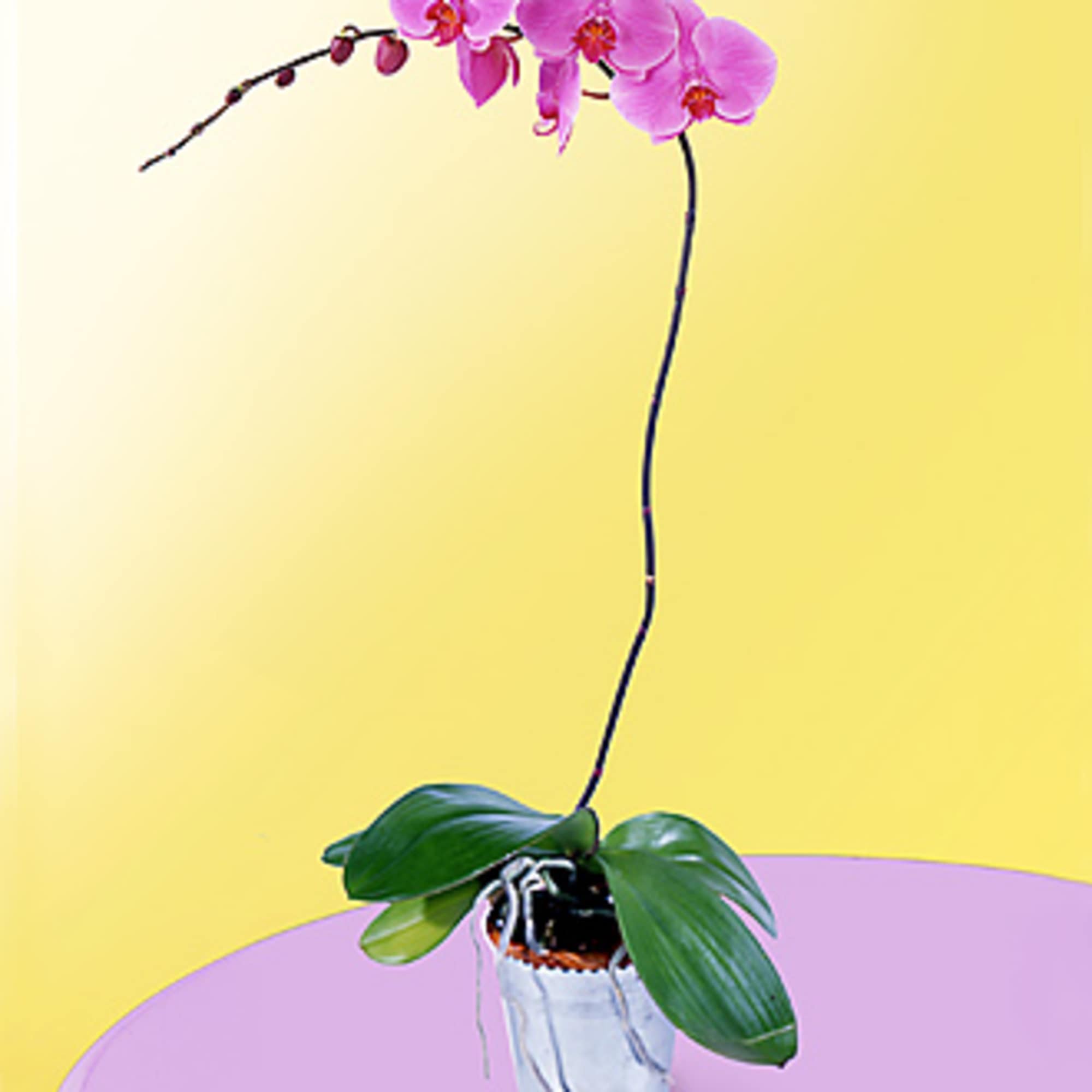 One perfect lavender potted phalaenopsis orchid plant is accented with a curling