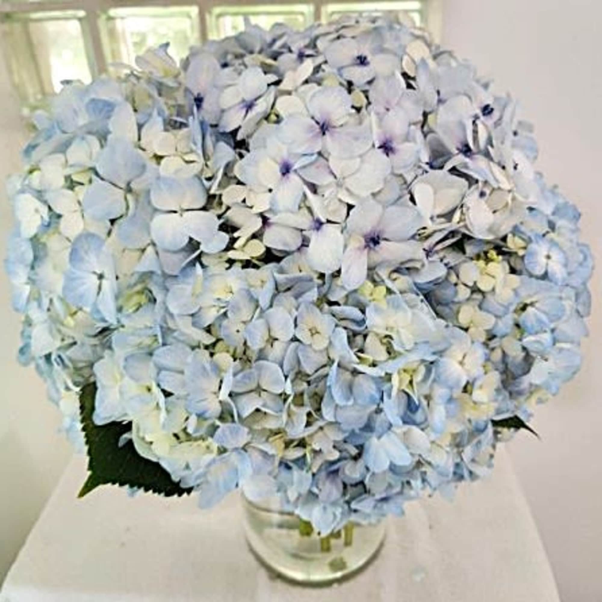 Large bouquet of pale blue hydrangeas in a clear glass vase