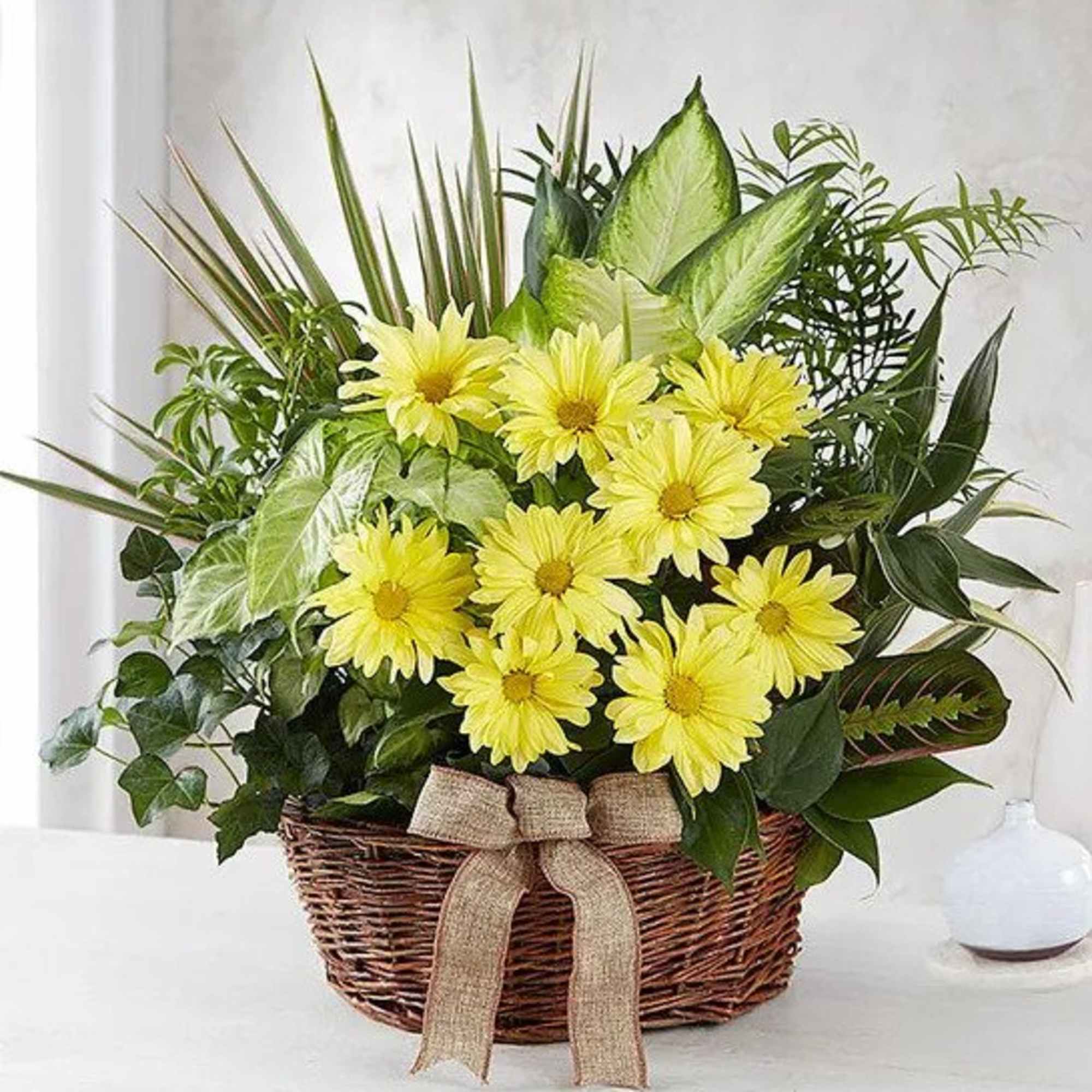 Basket of yellow daisies mixed with assorted green plants and a burlap bow