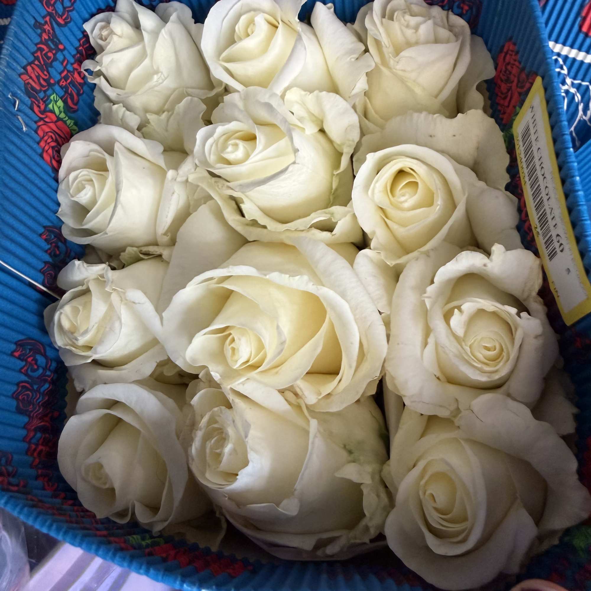 25 long stemmed Ecuadorian roses in the color vendela white