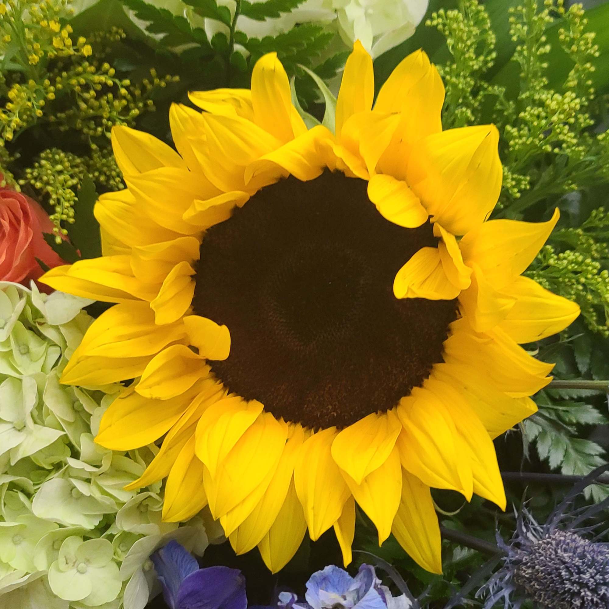 Bright yellow sunflower with a dark center surrounded by mixed flowers