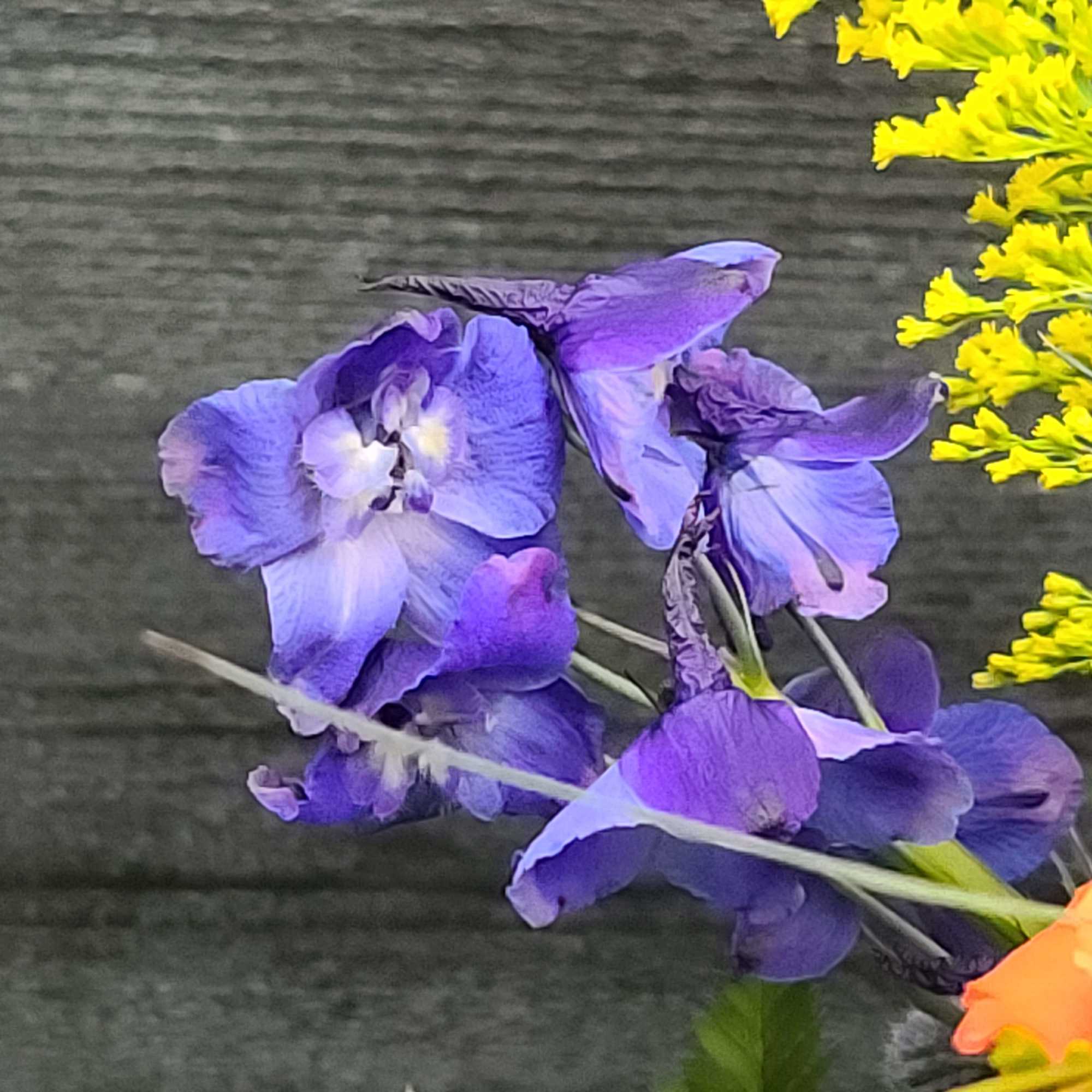Purple delphinium flowers with yellow blooms at the edge