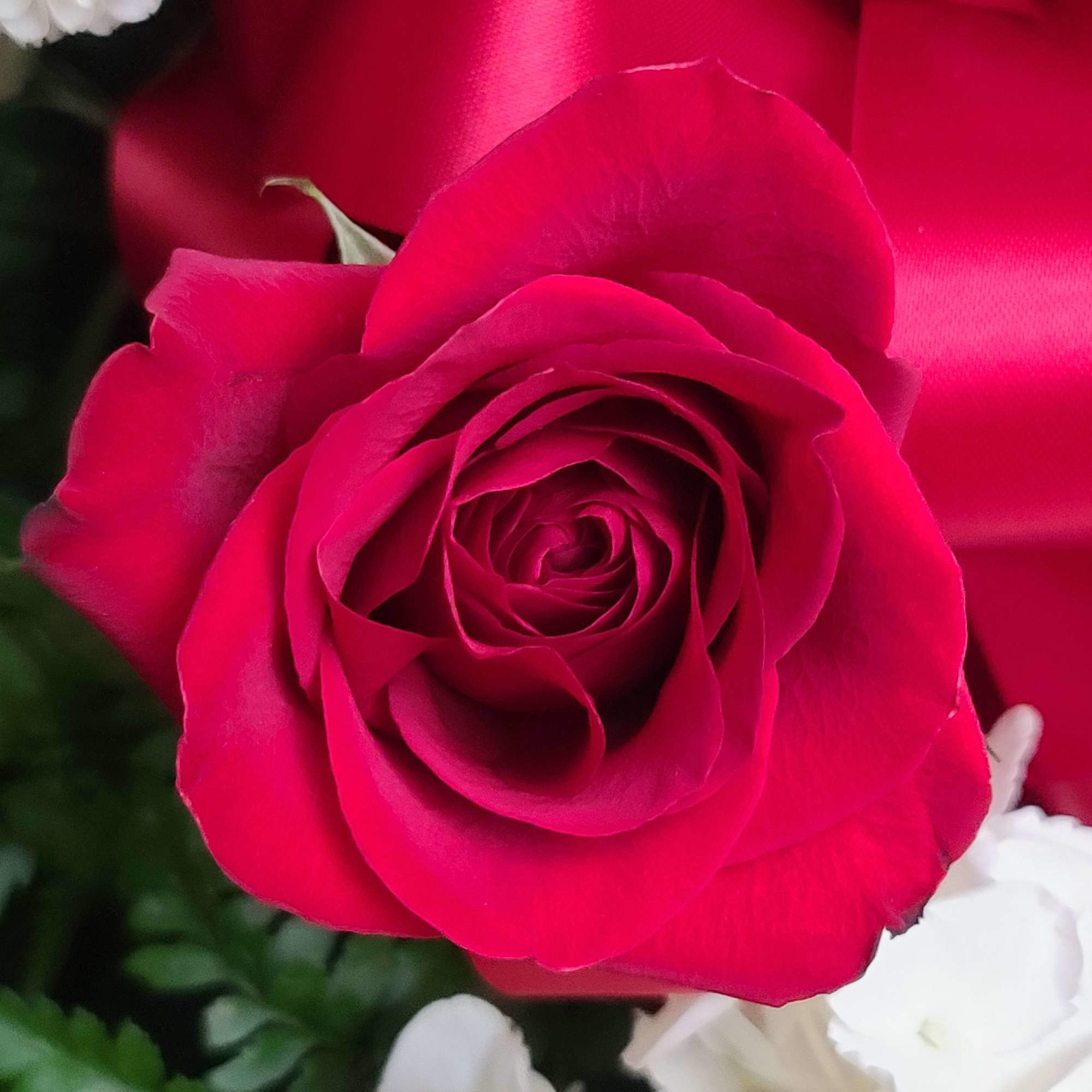 3 dozen red roses with a touch of white.  This is, photo 2 of 2
