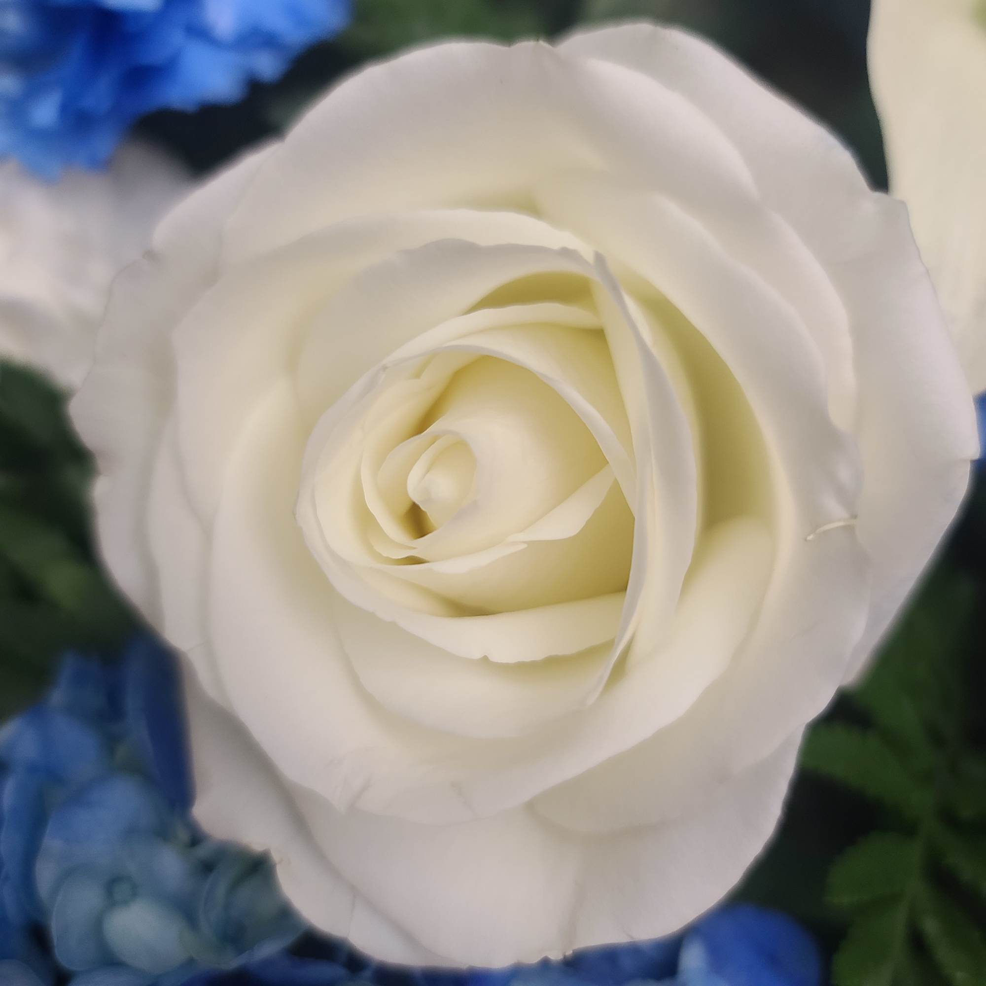Casket Spray only. Blue delphinium, white lilies and other seasonal blooms. Approximately, photo 3 of 5