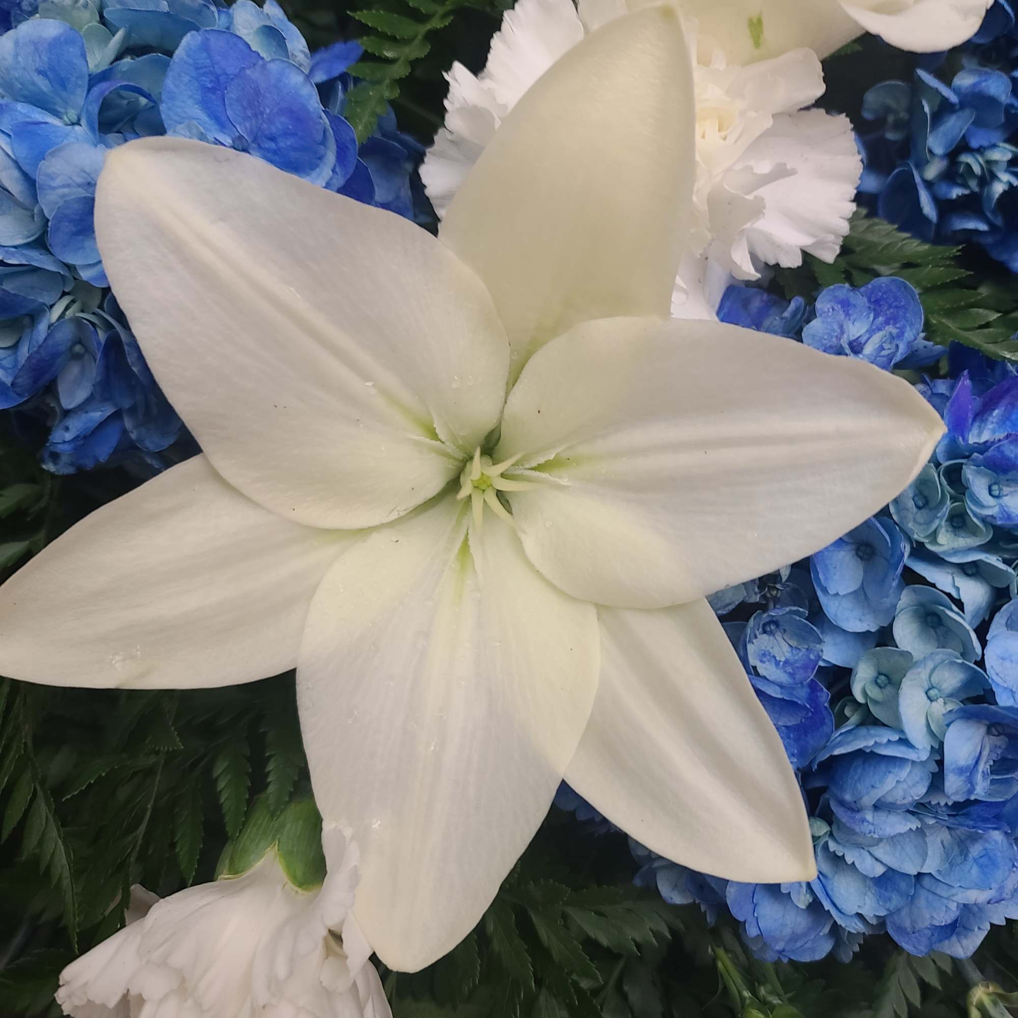 Casket Spray only. Blue delphinium, white lilies and other seasonal blooms. Approximately, photo 4 of 5