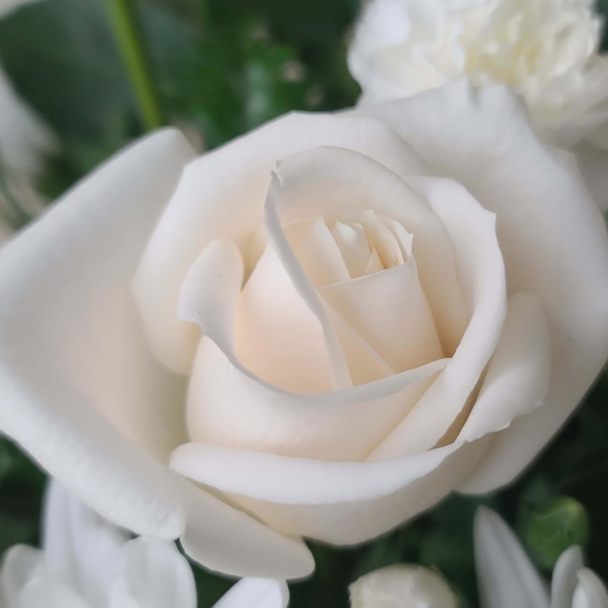 Close-up of a white rose bloom with soft green background
