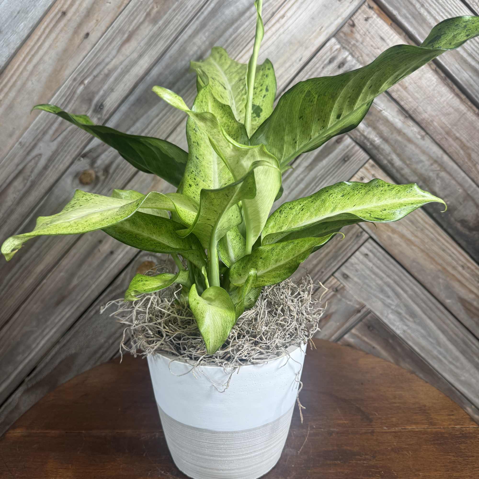 A bold tropical houseplant showstopper in a sleek 6-inch two-tone concrete planter.
Hand-picked