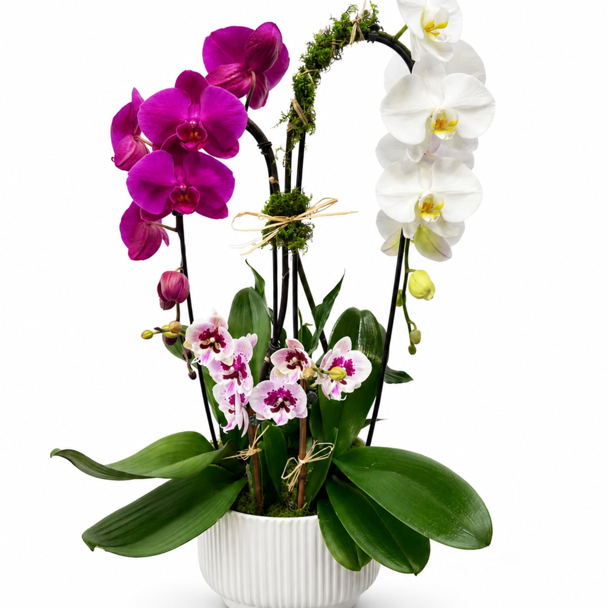 Two single-stem orchids, 1 Mini Double Stem Orchid, and a Spathiphyllum. 