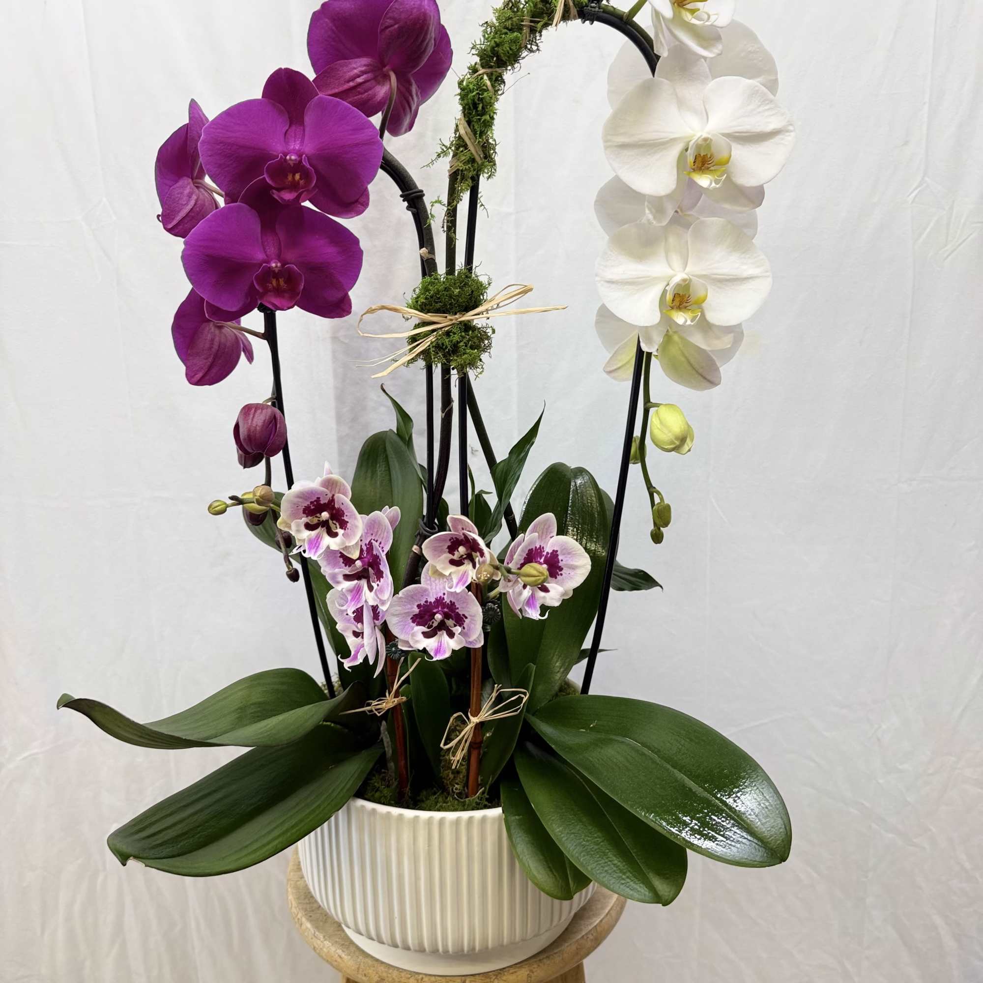 Two single-stem orchids, 1 Mini Double Stem Orchid, and a Spathiphyllum. 