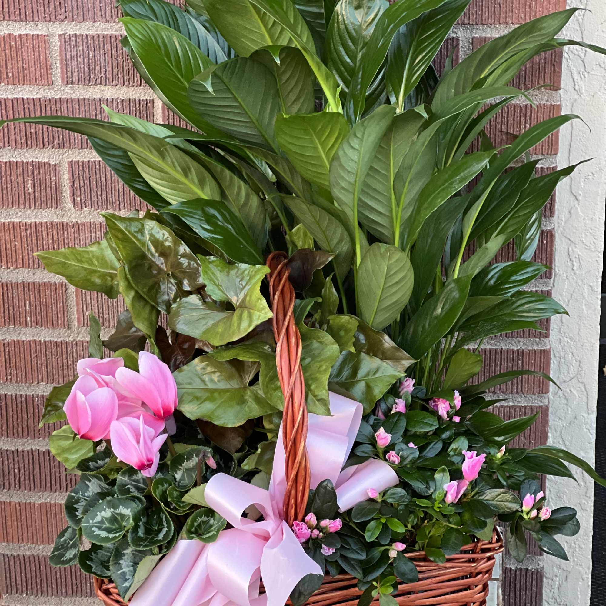 Different TYPES OF GREEN/BLOOMING PLANTS&amp; Container/Bow MAY VARY!