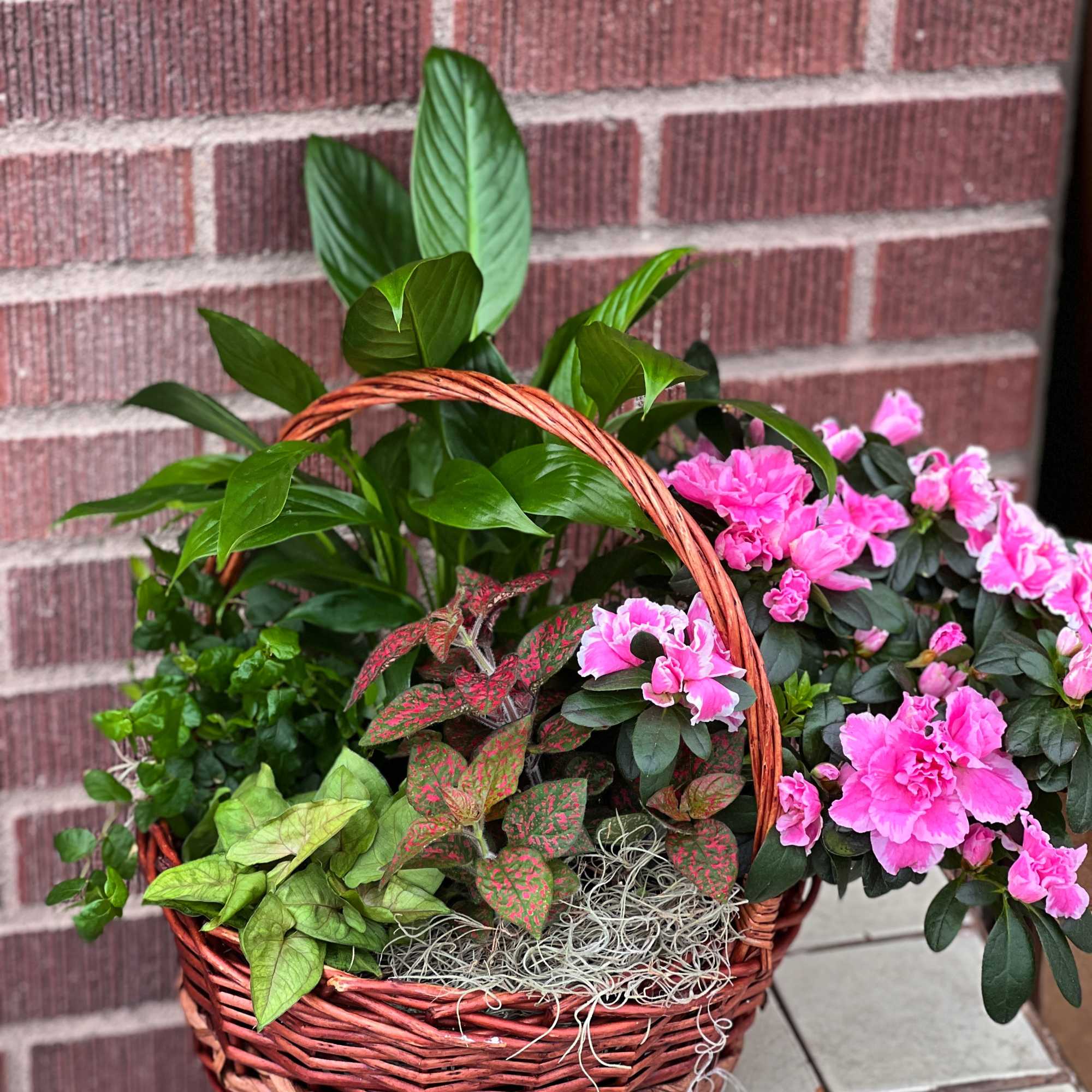 Different TYPES OF GREEN/BLOOMING PLANTS&amp; Container/Bow MAY VARY!
