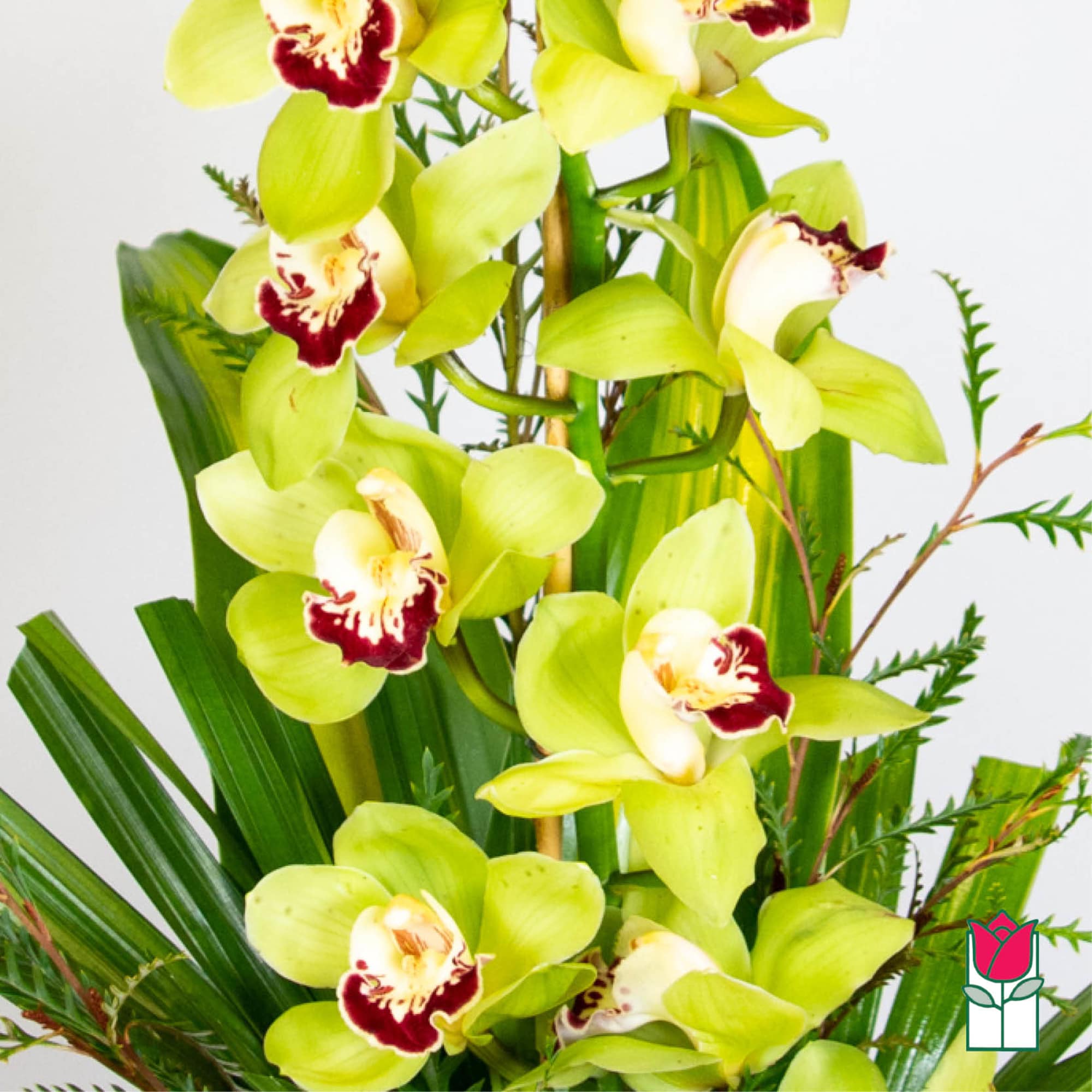 Tall spray of green cymbidium orchids with burgundy and white centers in a vertical arrangement