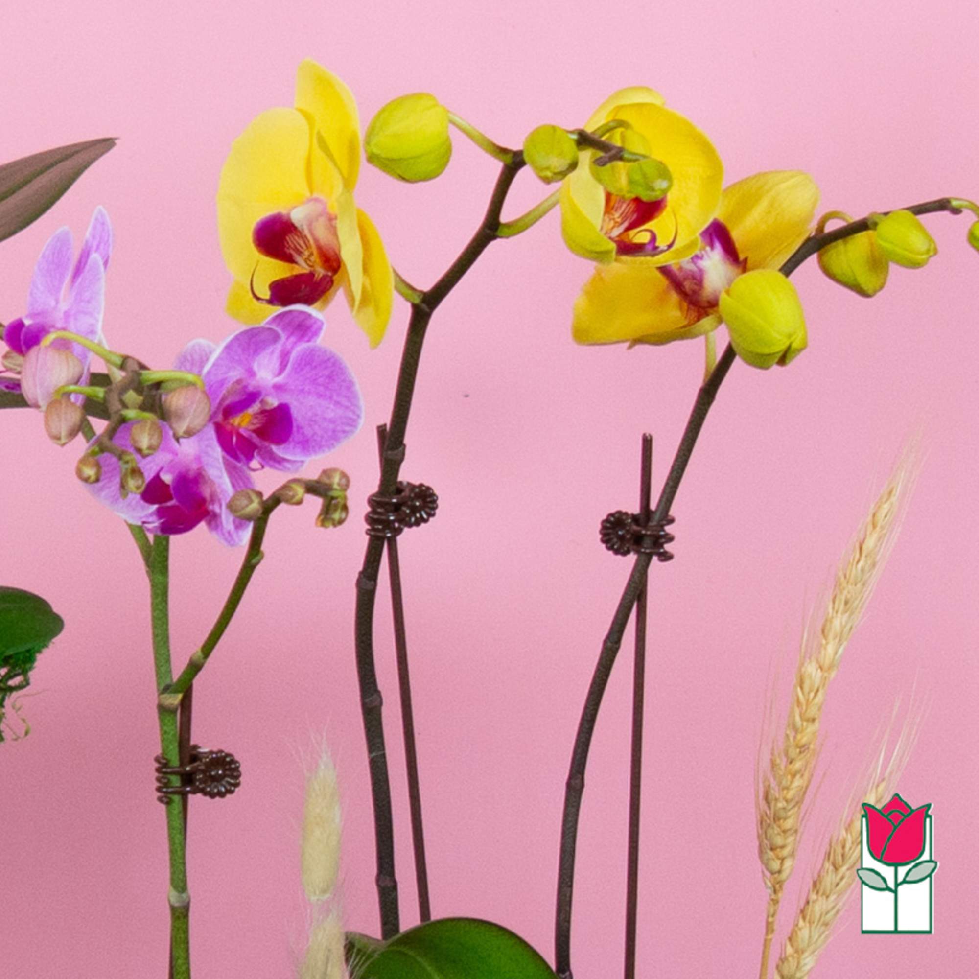 Yellow and purple orchids arranged against a pink background